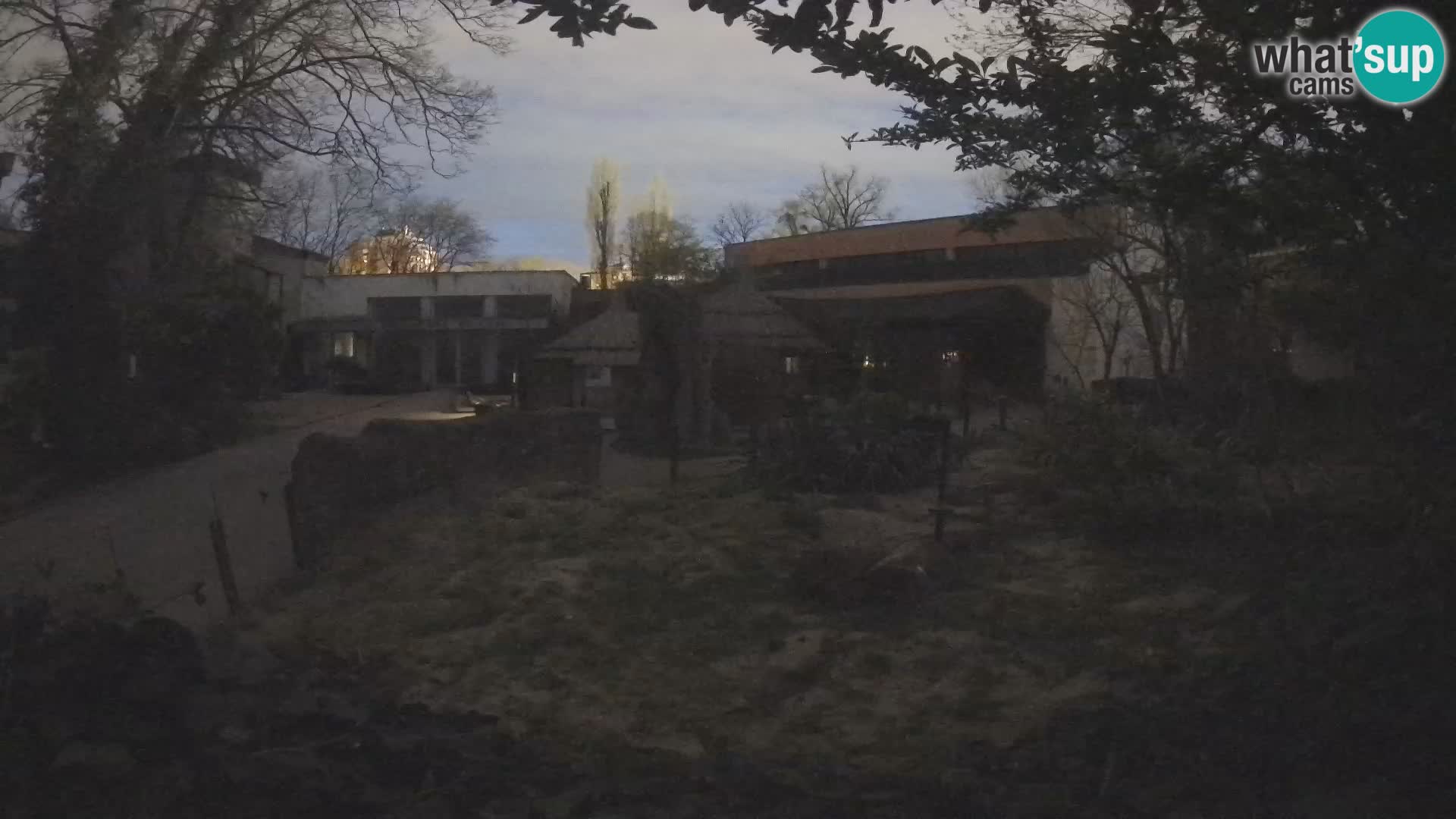 Zoo Zagreb – Suricata