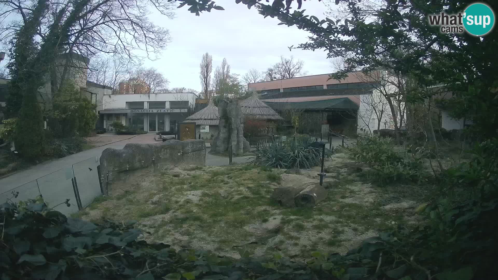 Zoo Zagreb – Suricate