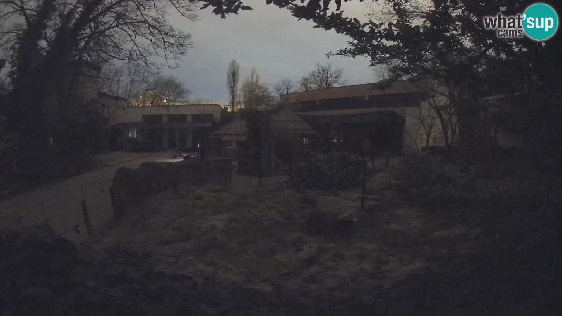 Zoo Zagreb – Suricata