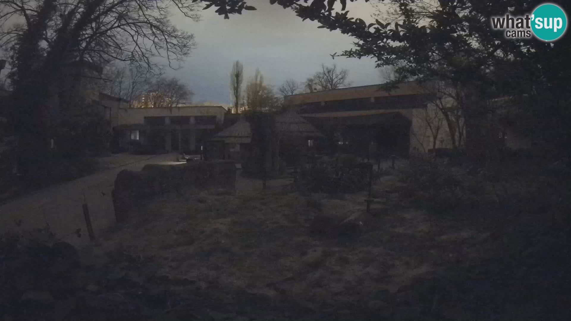 Zoo Zagreb – Meerkat (Suricate)