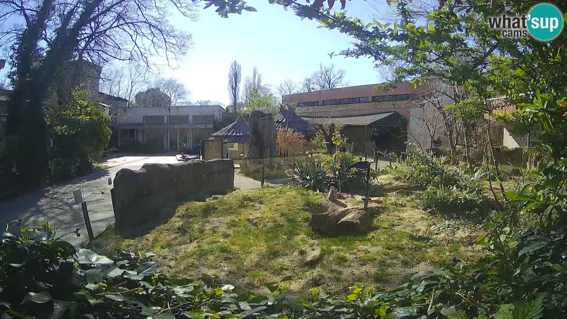 Zoo Zagreb – Suricata