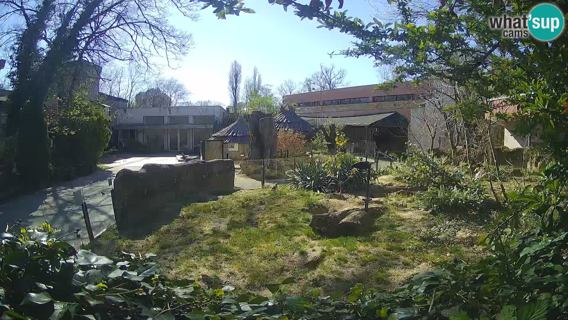 Zoo Zagreb – Merkat