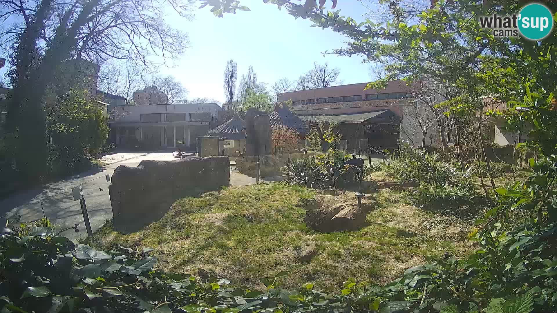 Zoo Zagreb – Merkat
