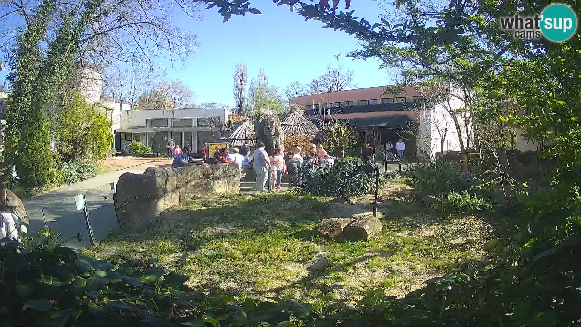 Zoo Zagreb – Suricata