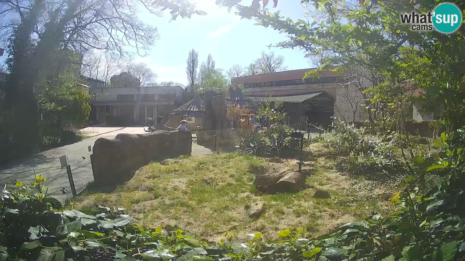 Zoo Zagreb – Suricate