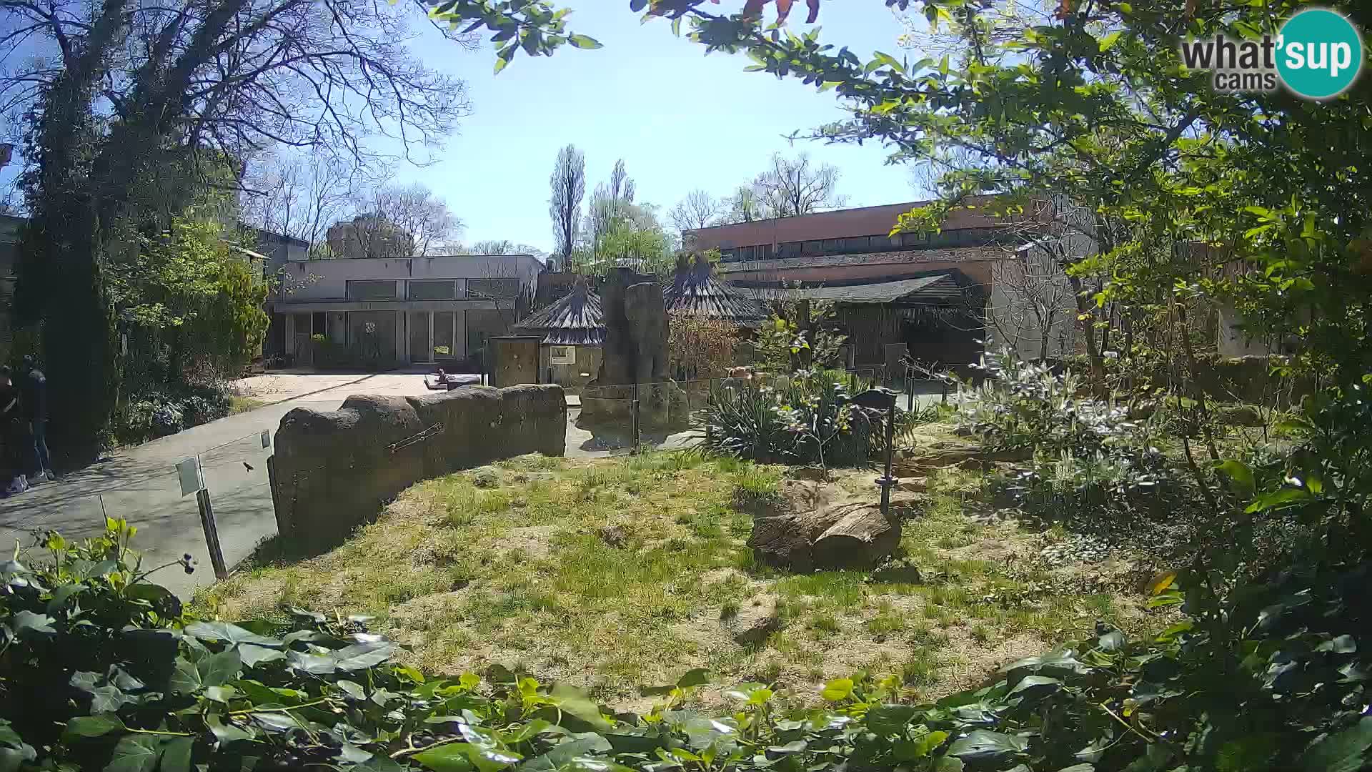 Zoo Zagreb – Suricata