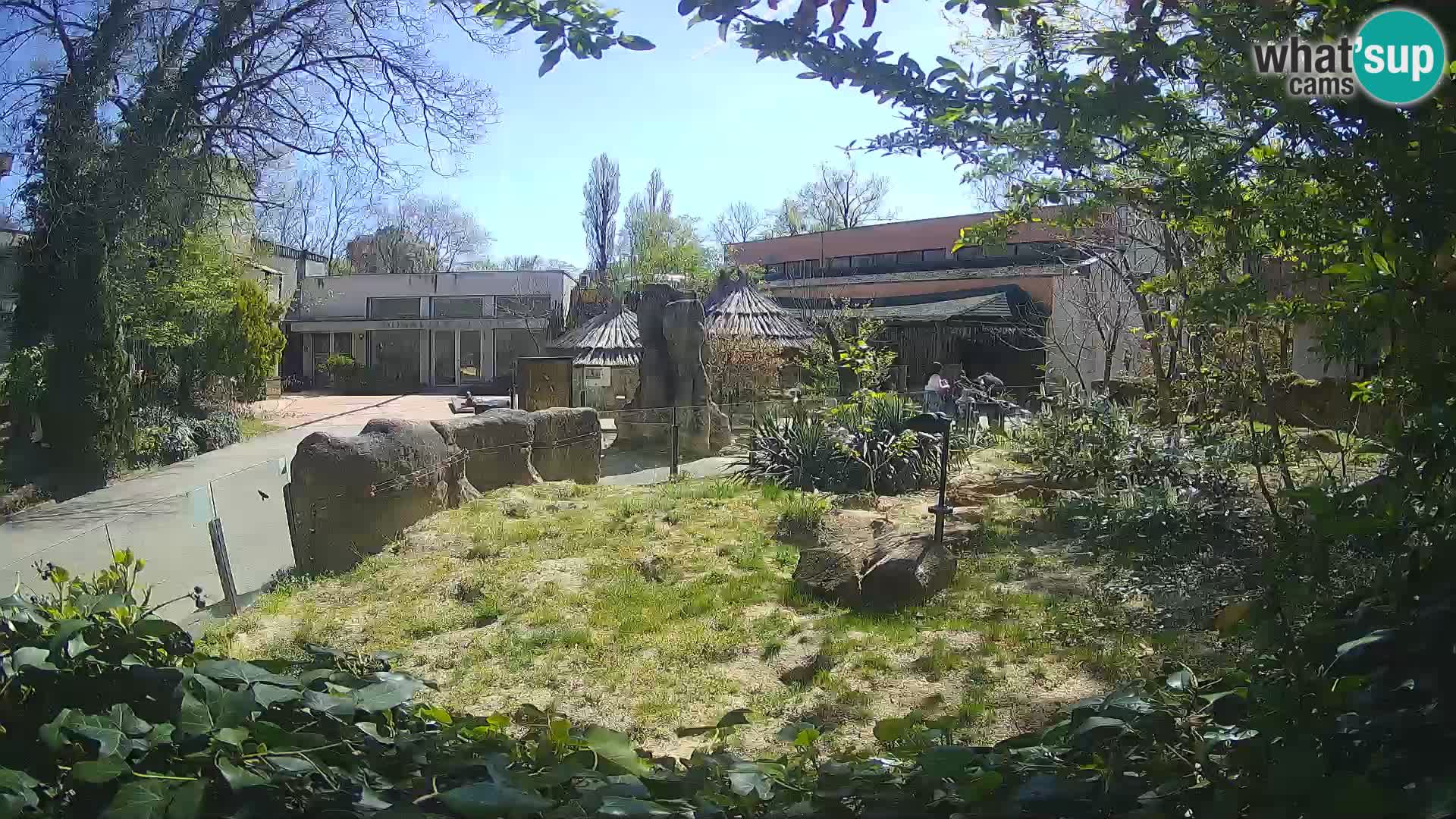 Zoo Zagreb – Suricate