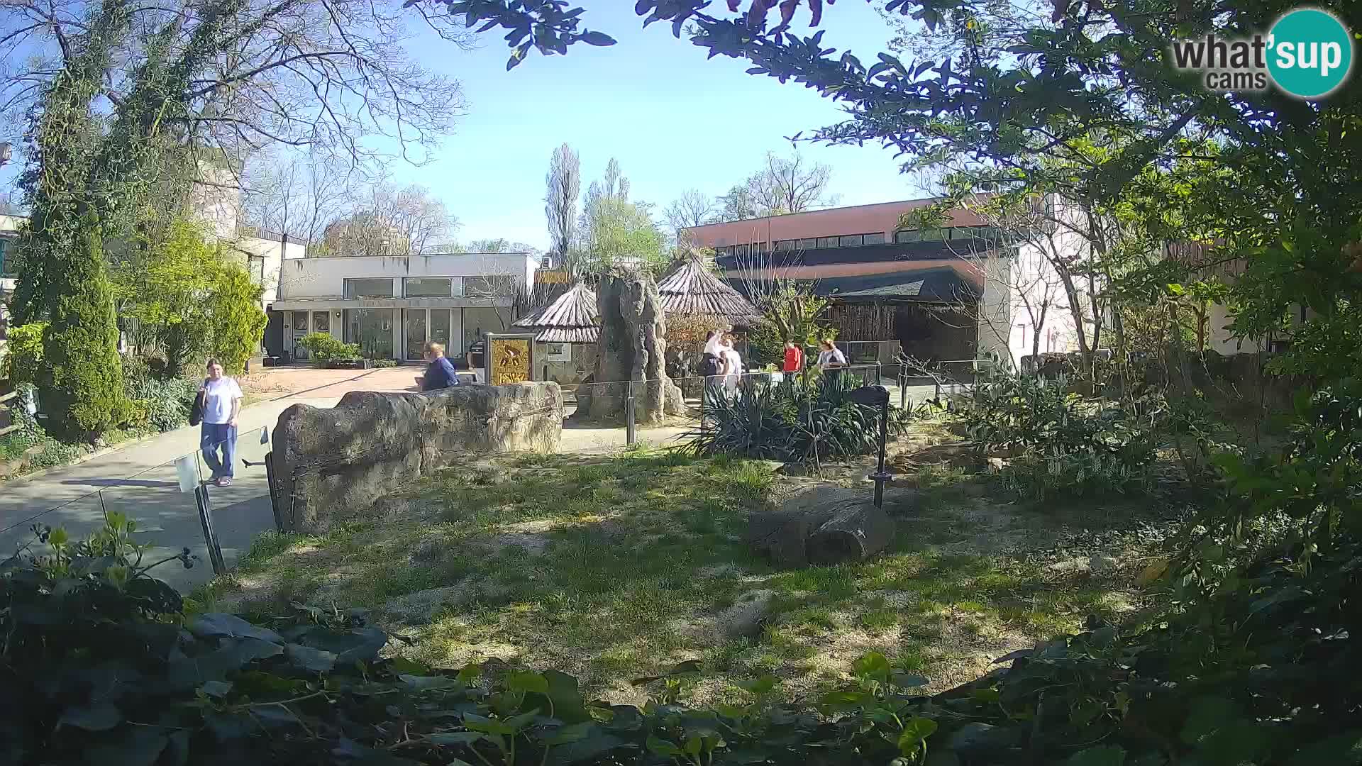 Zoo Zagreb – Suricata
