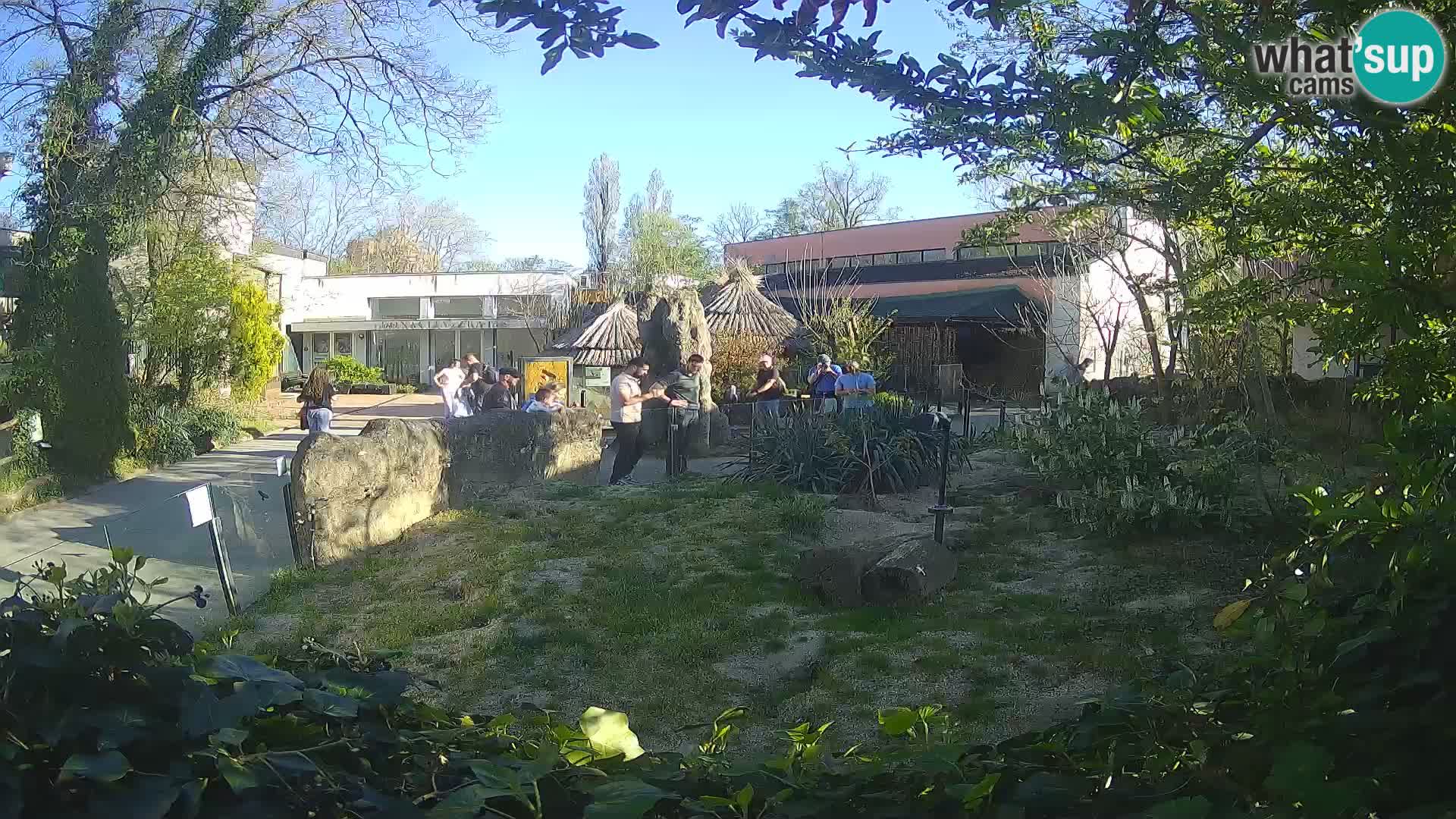 Zoo Zagreb – Suricata