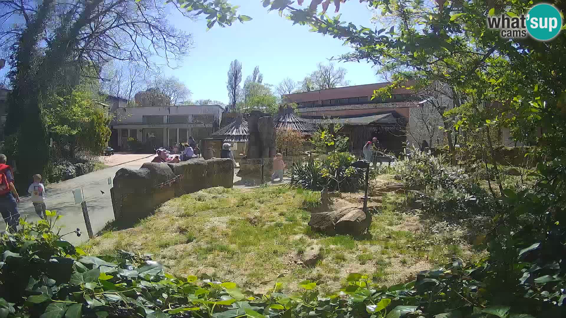 Zoo Zagreb – Suricata