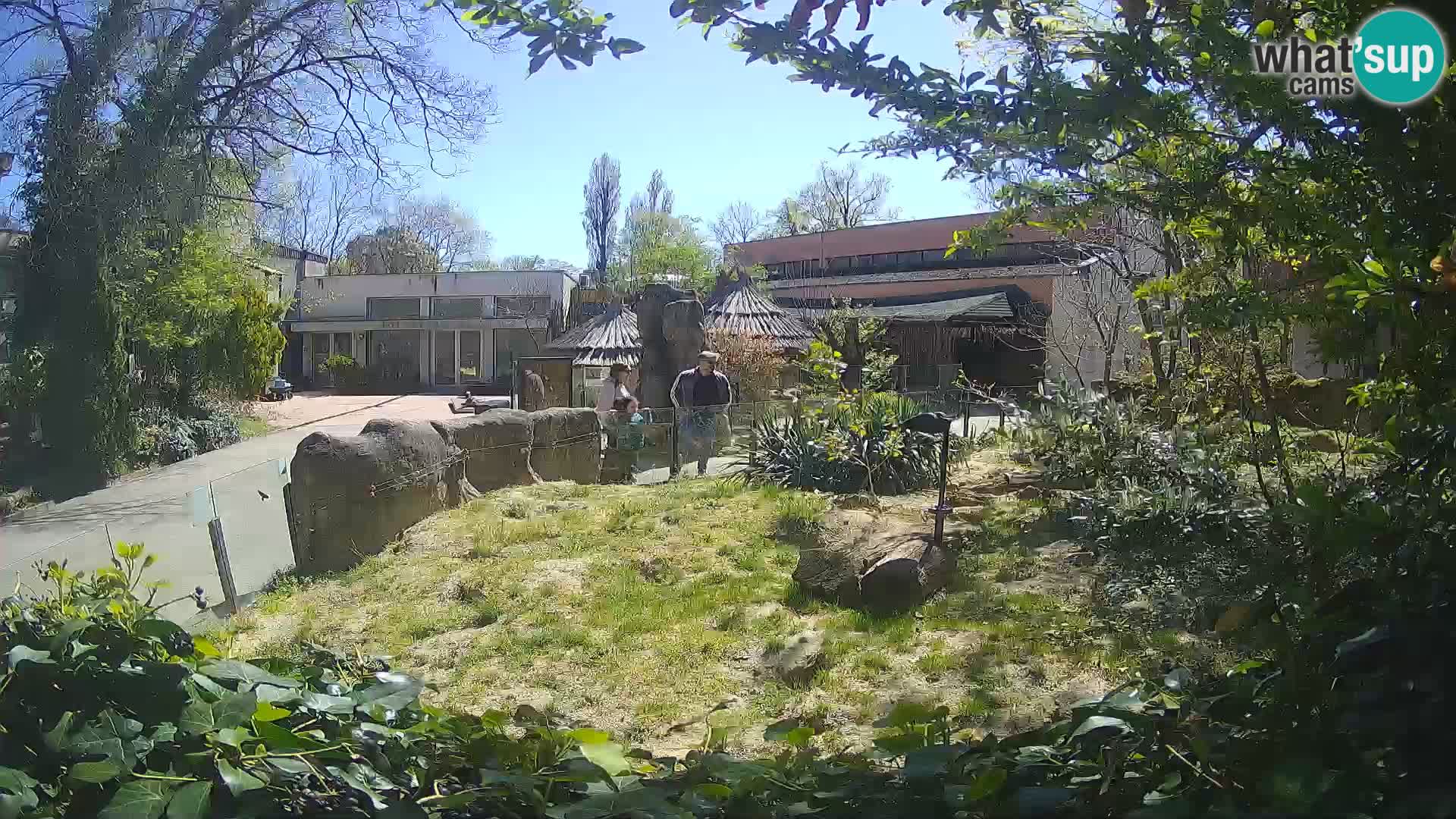 Zoo Zagreb – Surikate