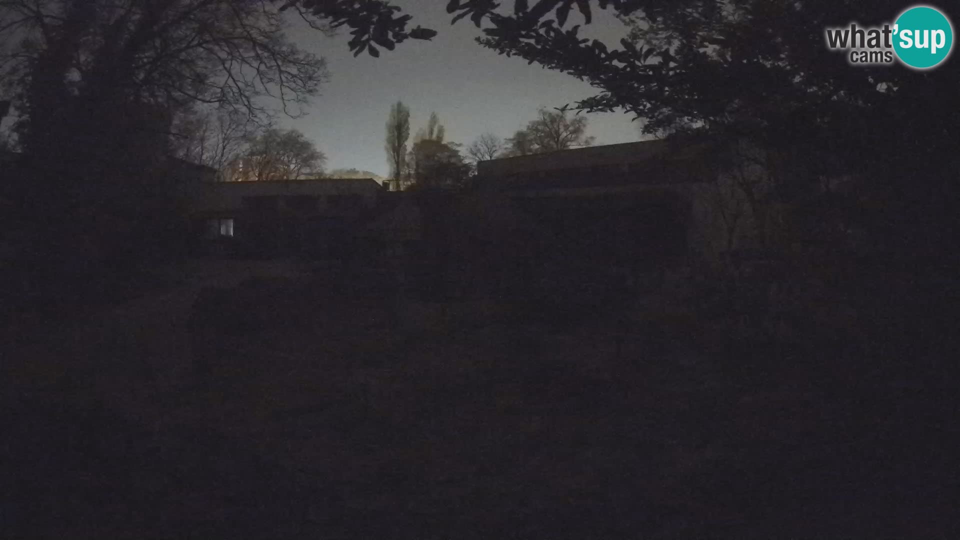 Zoo Zagreb – Suricate