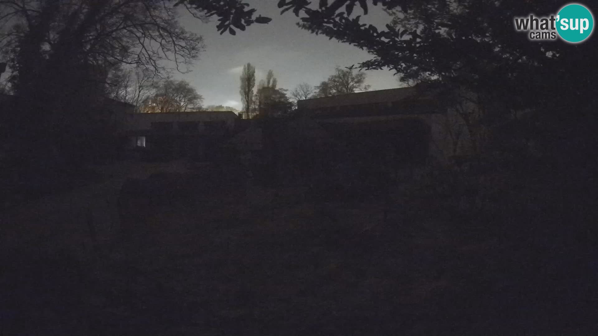 Zoo Zagreb – Suricata