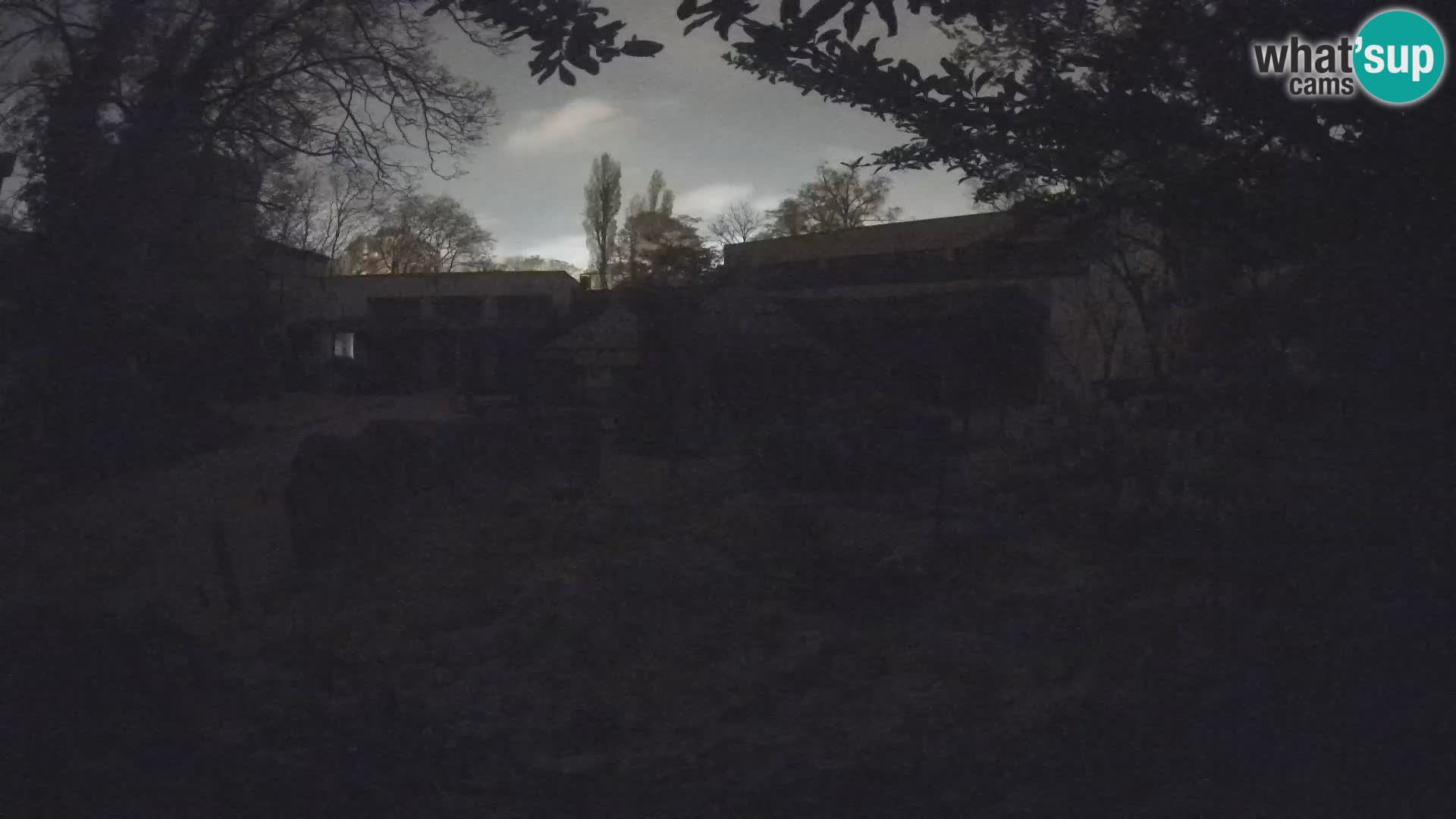 Zoo Zagreb – Suricata