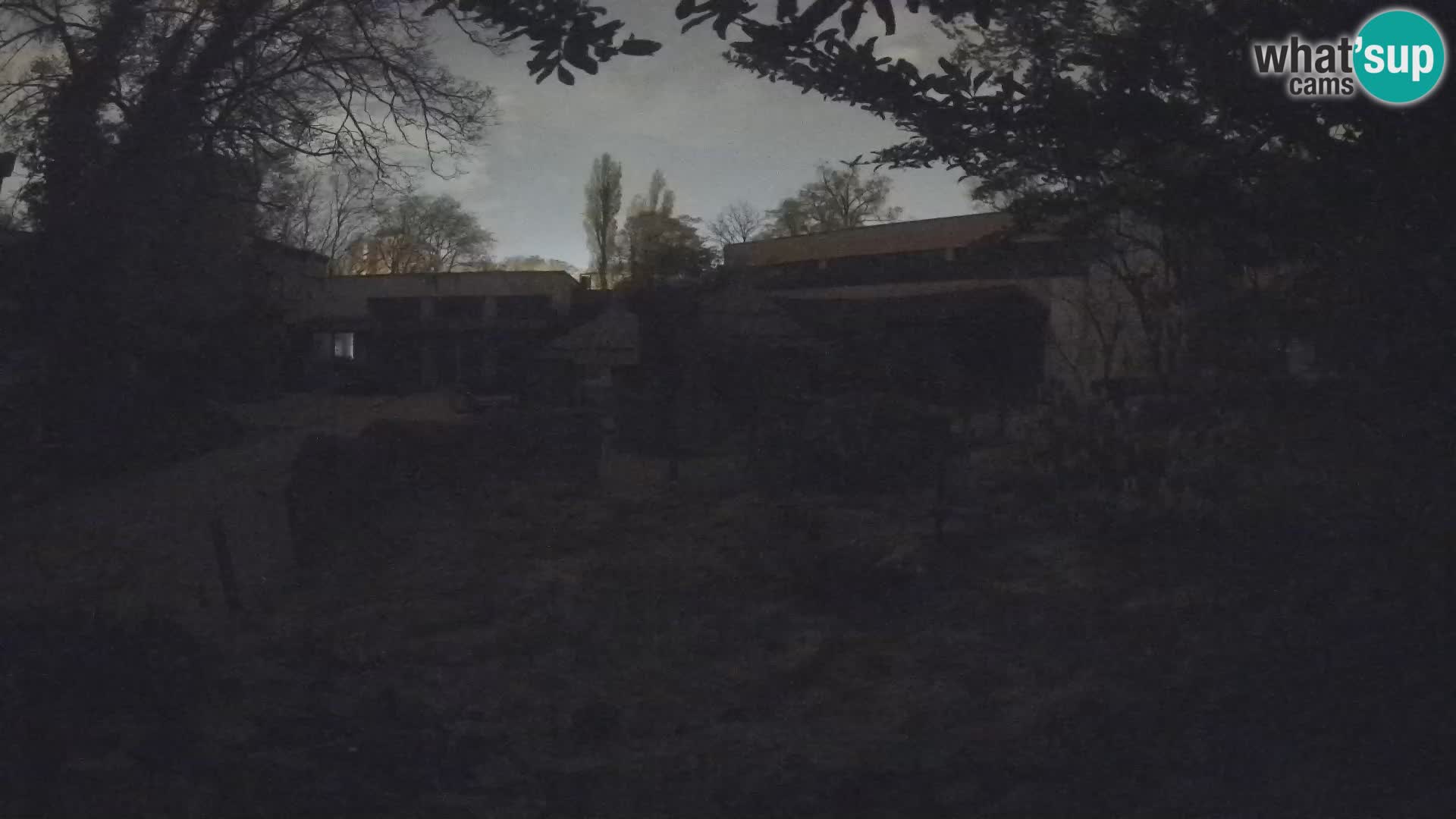 Zoo Zagreb – Suricata