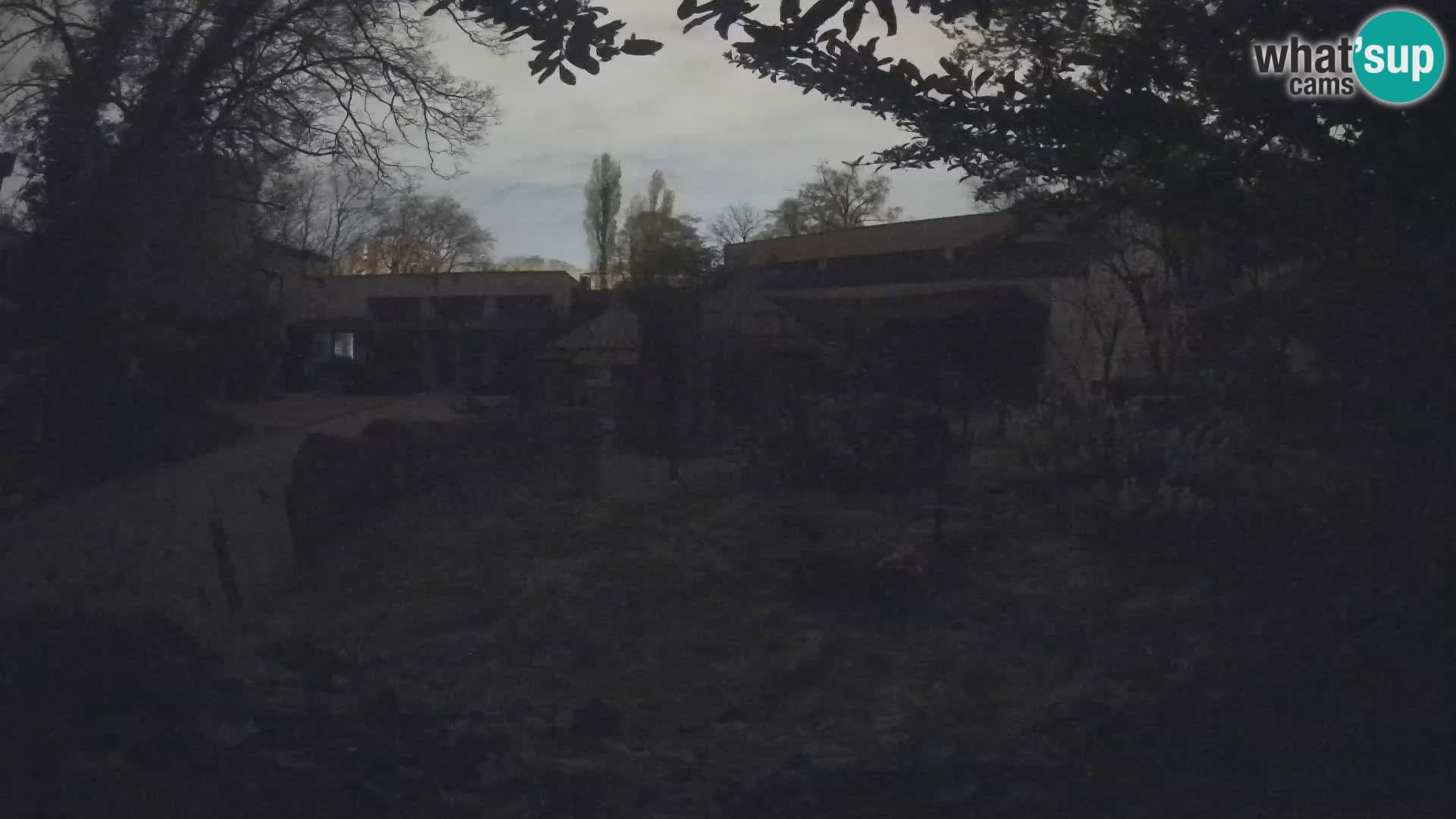 Zoo Zagreb – Surikate