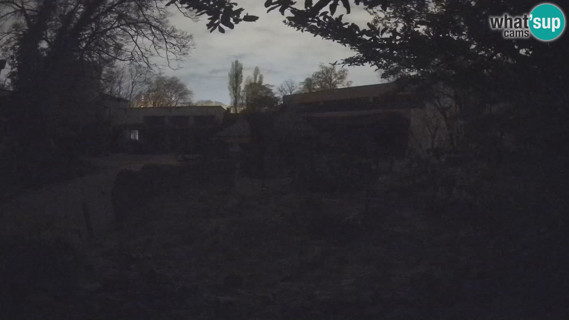 Zoo Zagreb – Suricate