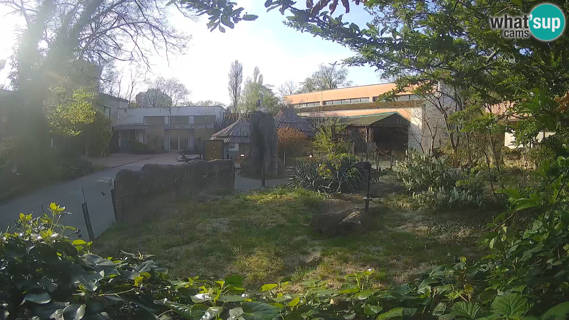 Zoo Zagreb – Suricata