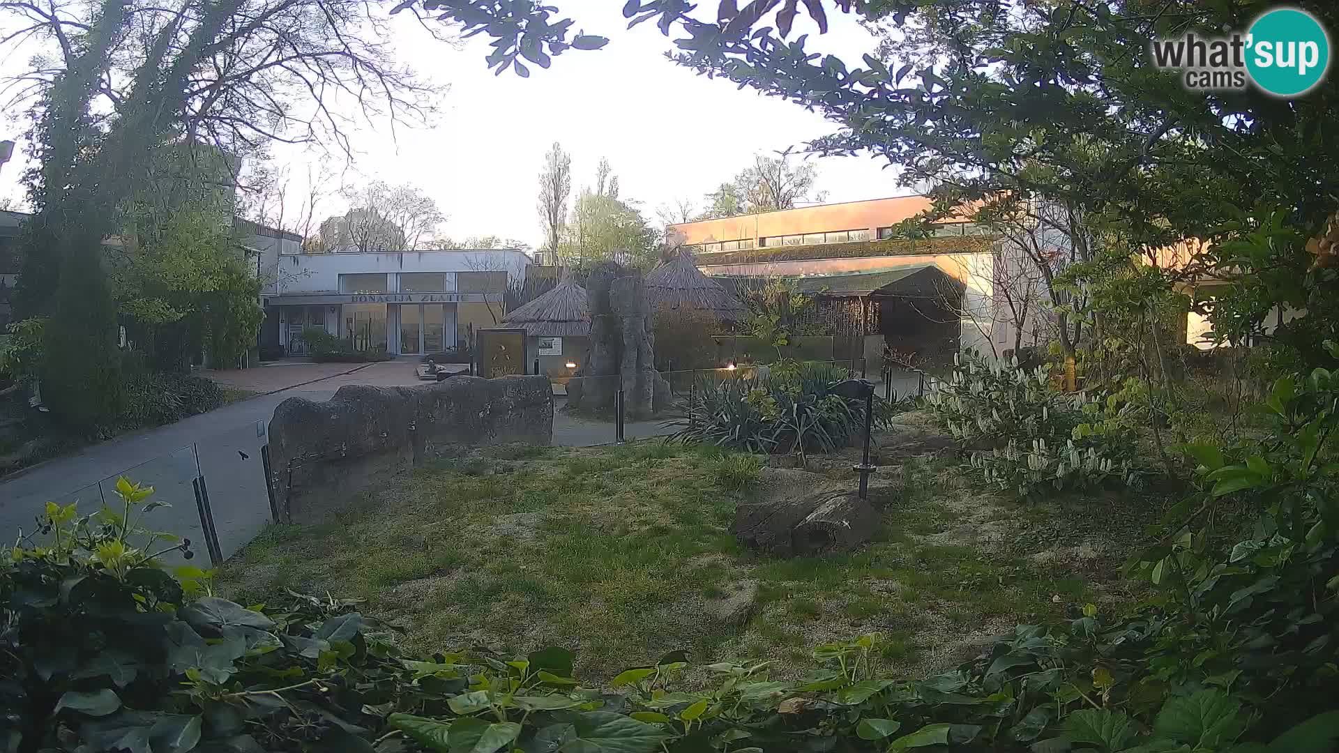 Zoo Zagreb – Suricate