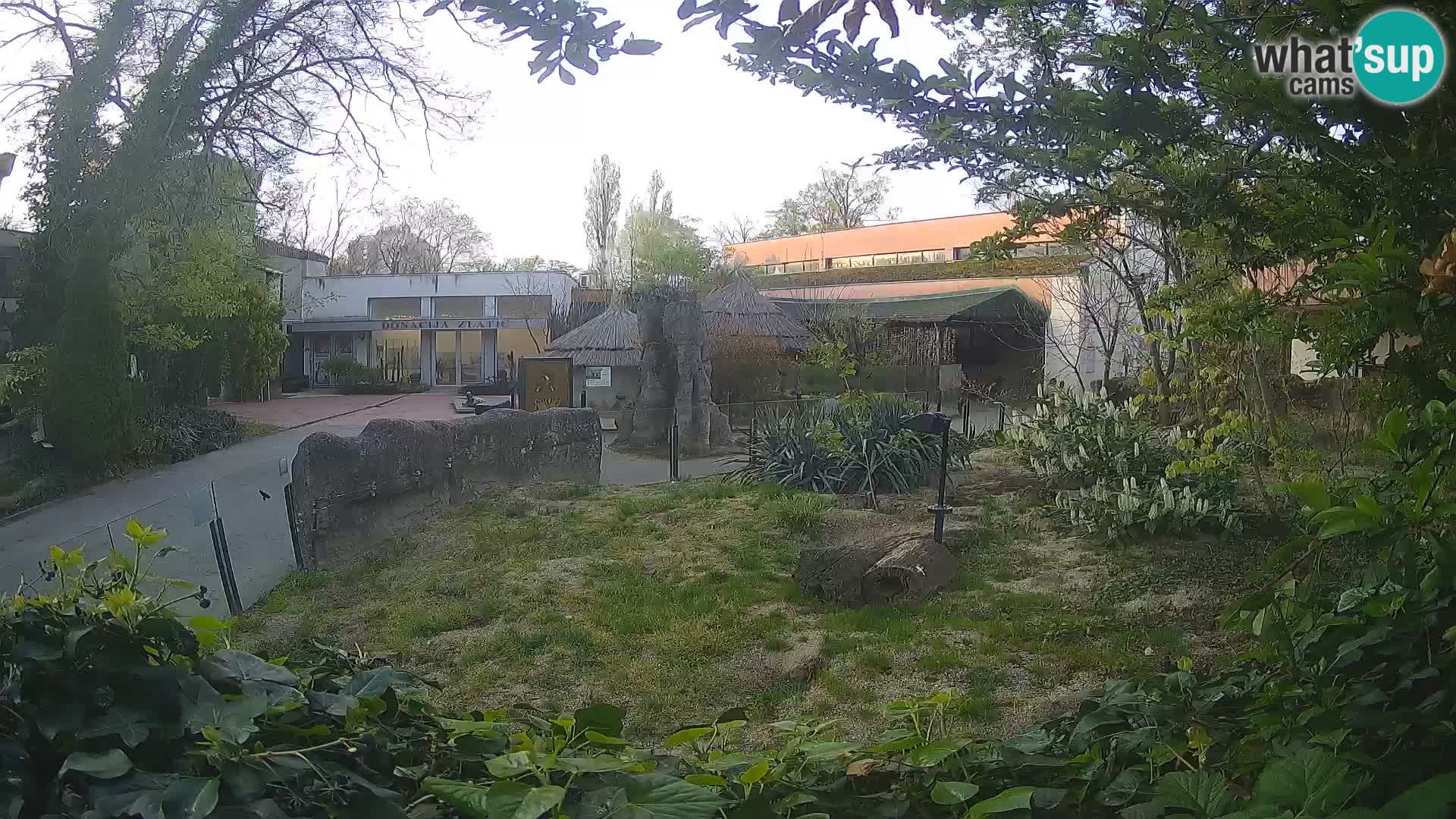 Zoo Zagreb – Suricata