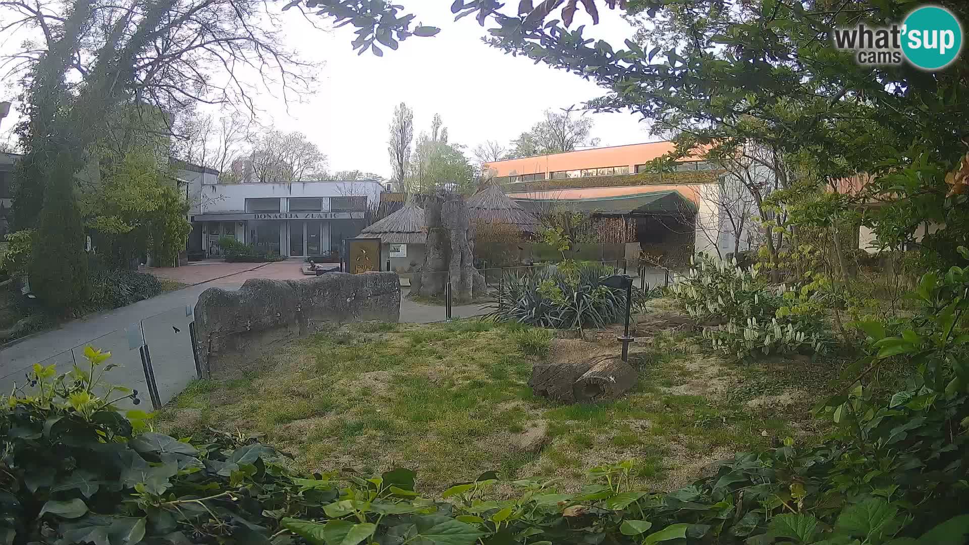 Zoo Zagreb – Suricata