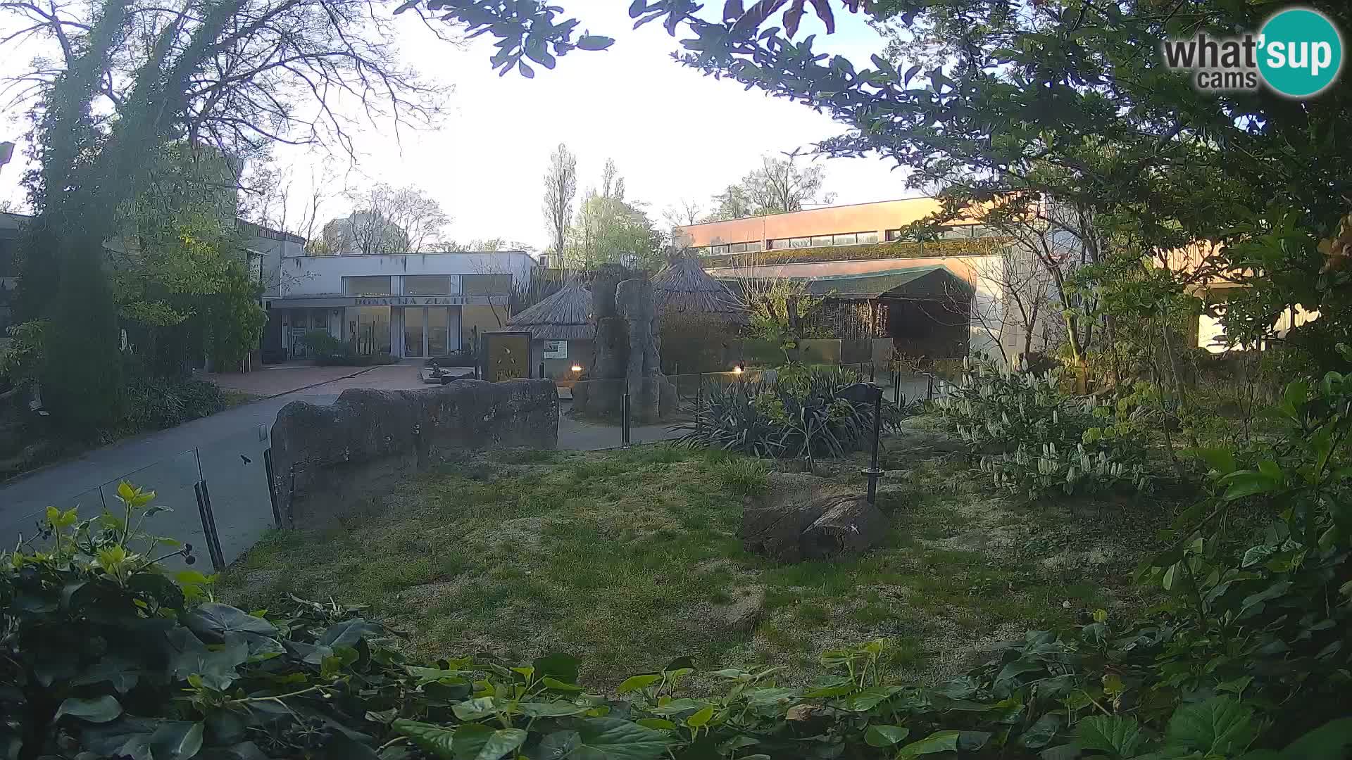 Zoo Zagreb – Suricate