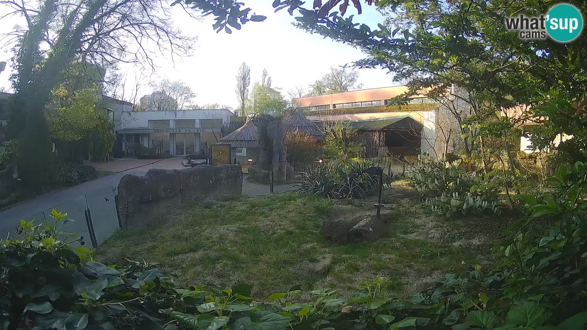 Zoo Zagreb – Merkat