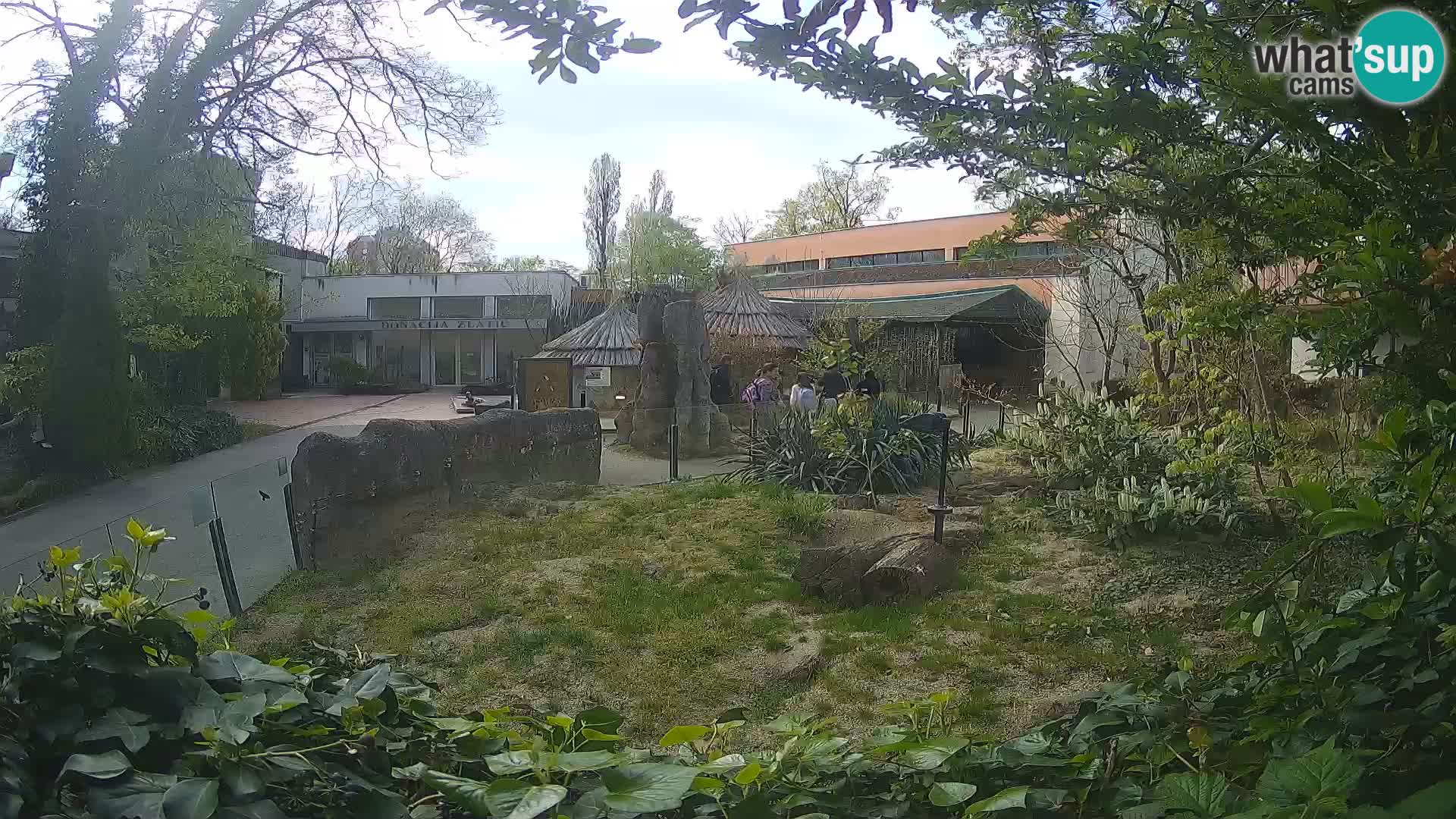 Zoo Zagreb – Suricata