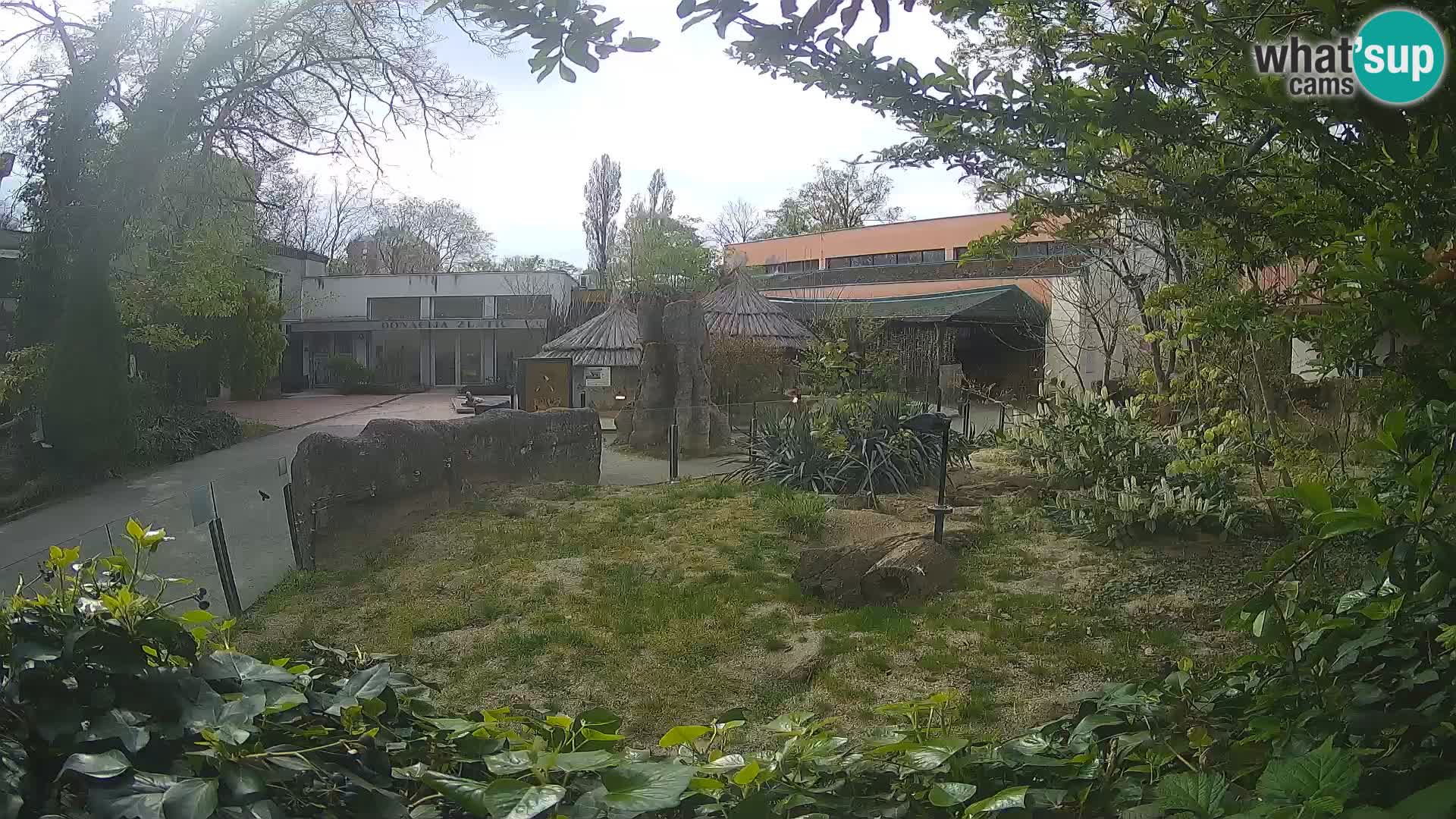 Zoo Zagreb – Merkat