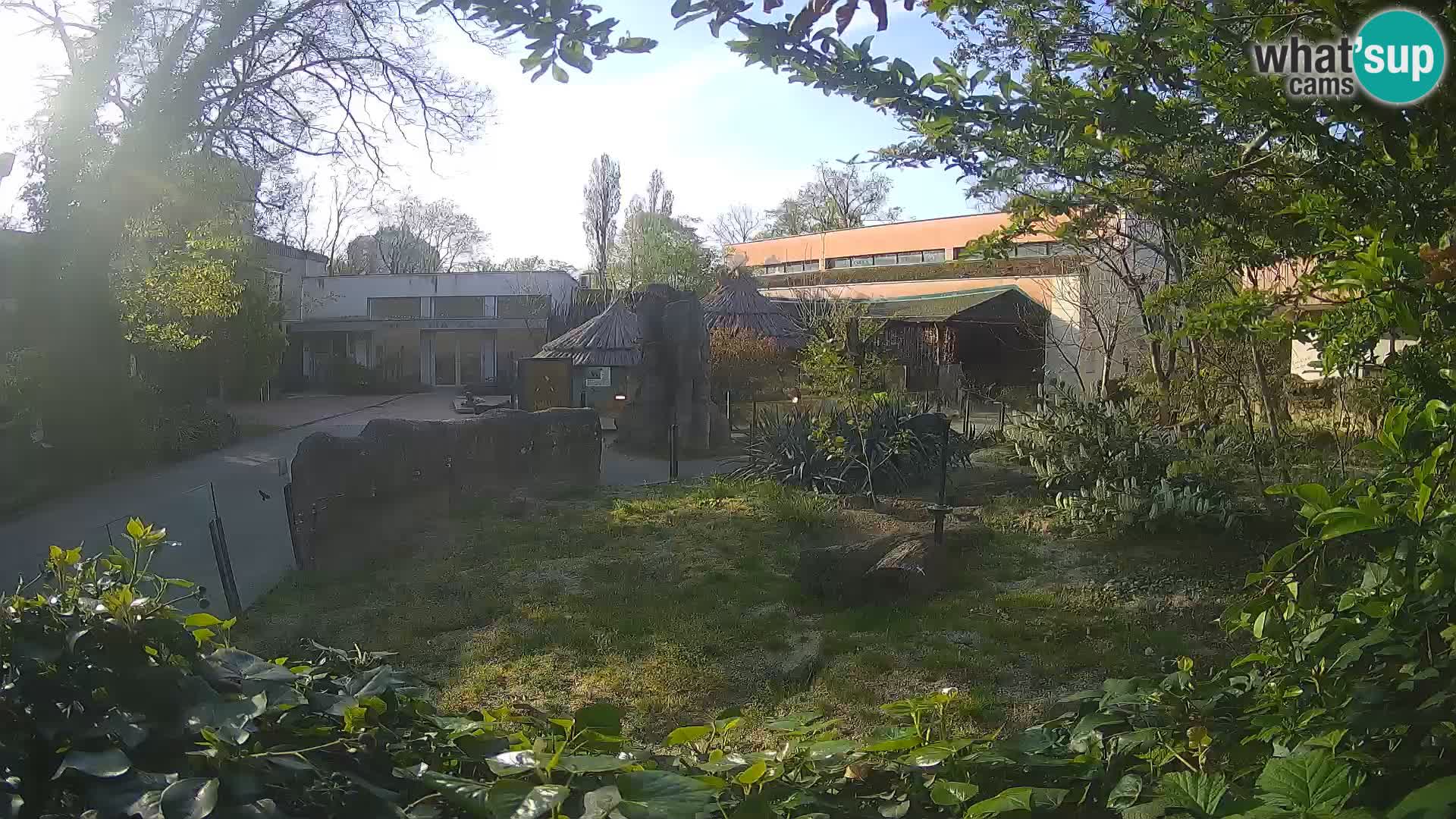 Zoo Zagreb – Suricata