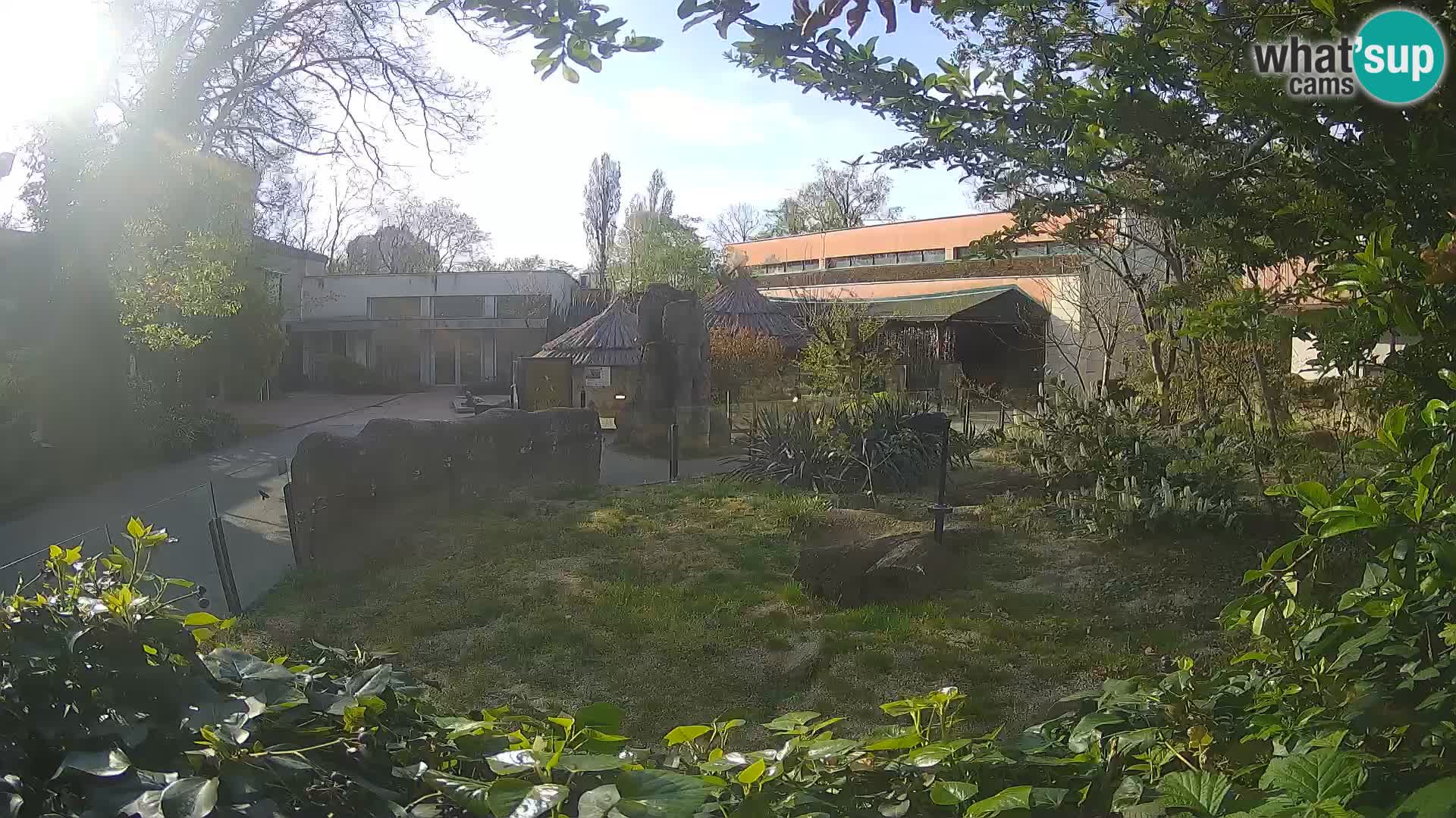 Zoo Zagreb – Merkat