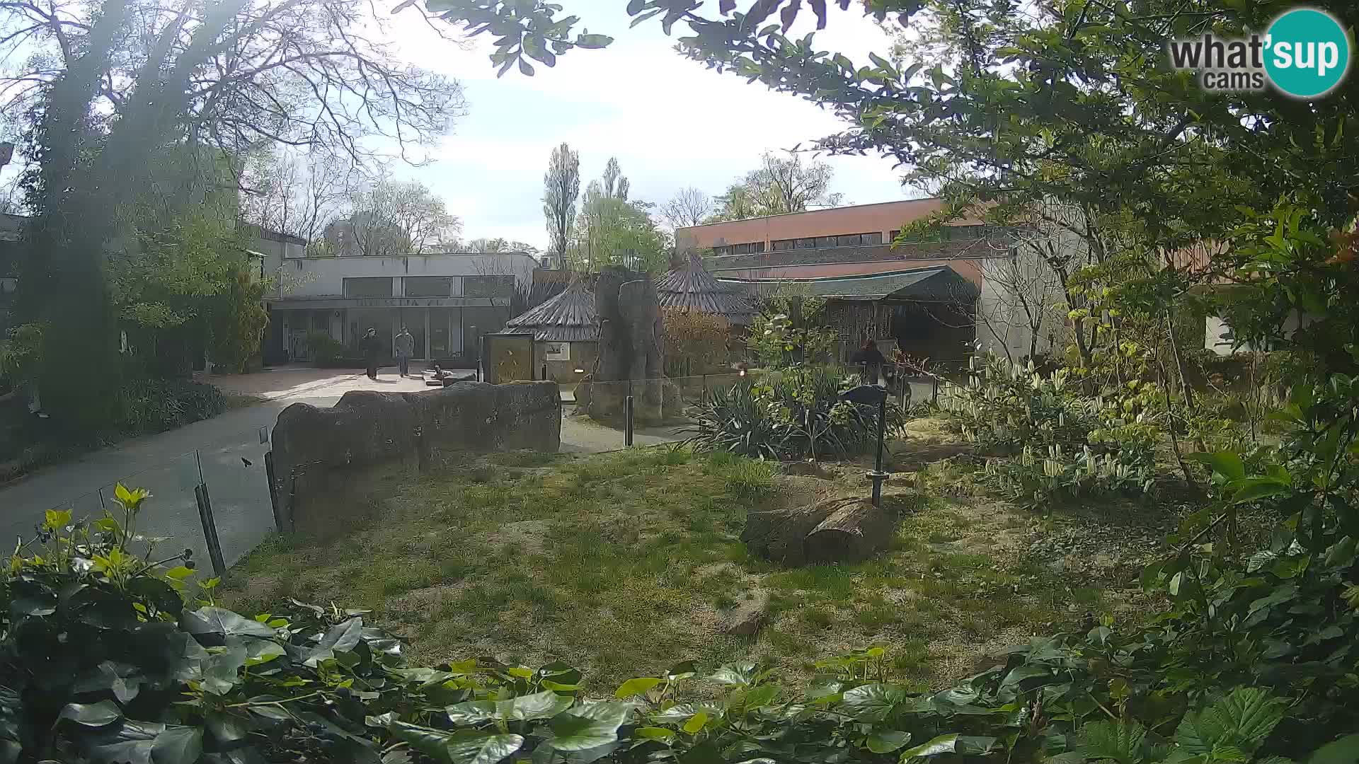 Zoo Zagreb – Merkat