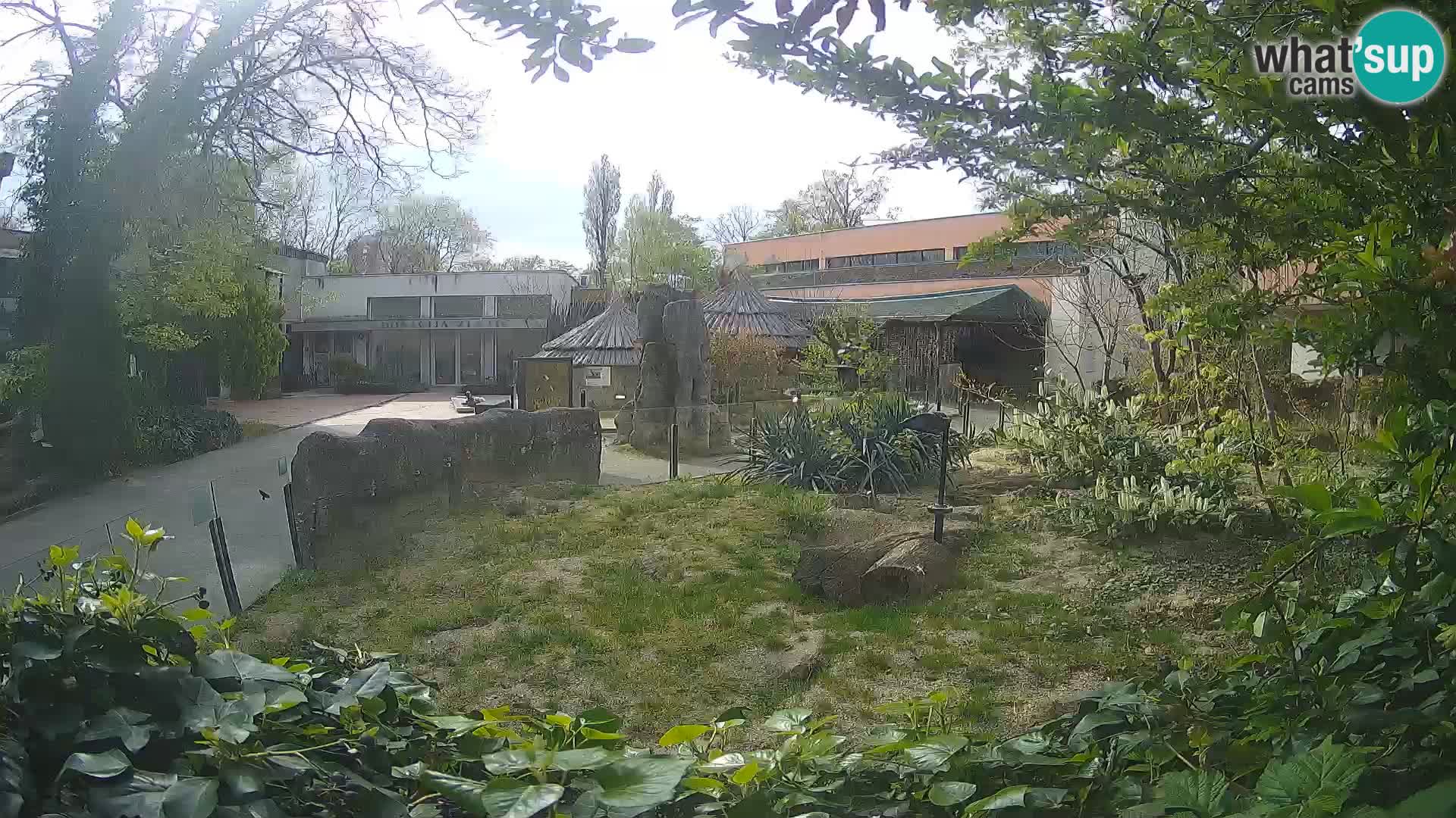 Zoo Zagreb – Merkat