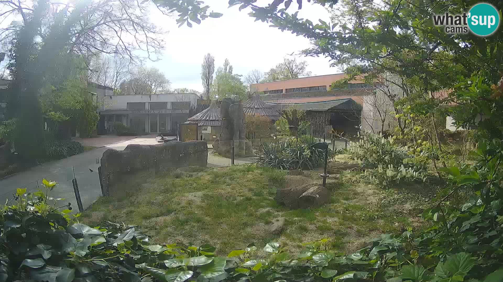 Zoo Zagreb – Merkat