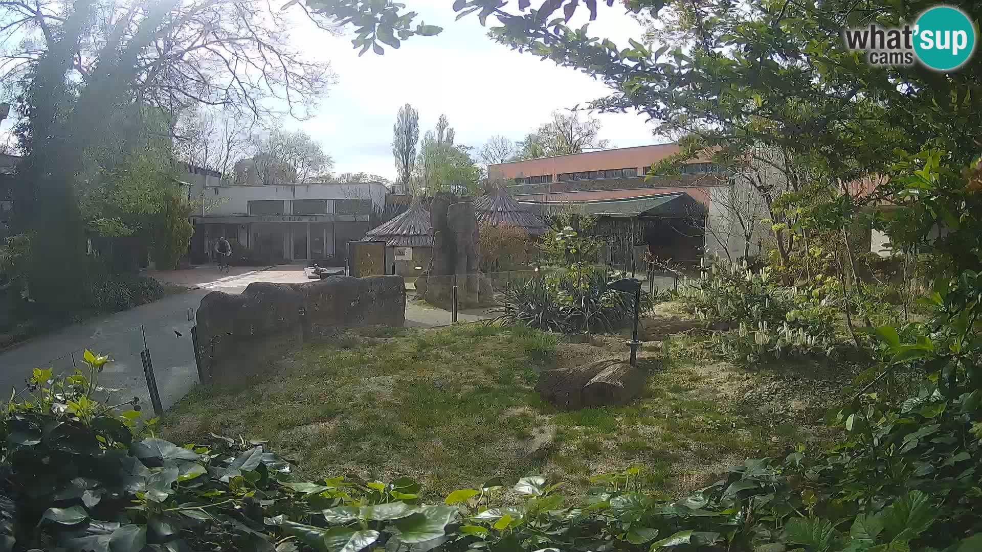 Zoo Zagreb – Suricata