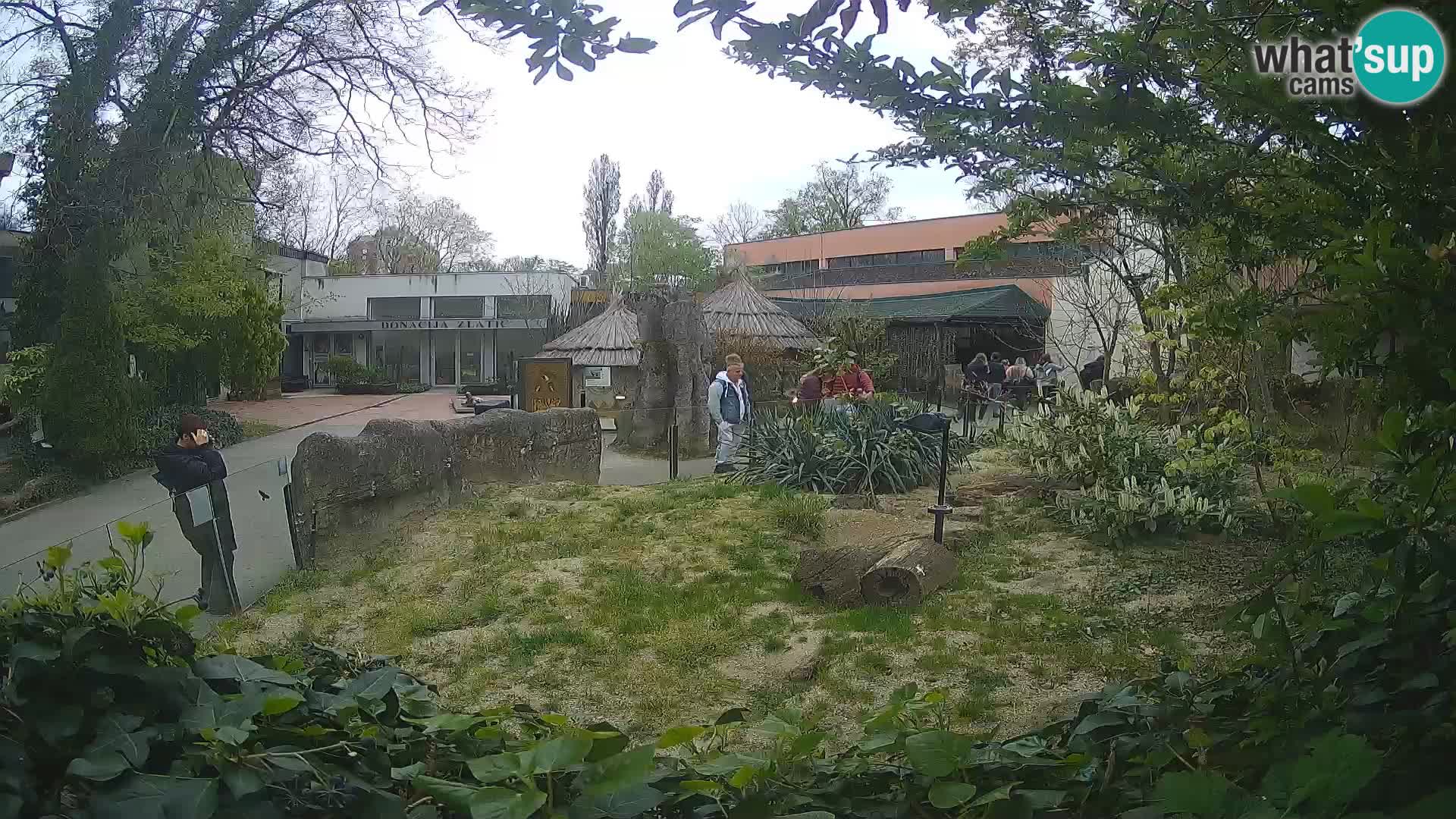 Zoo Zagreb – Merkat
