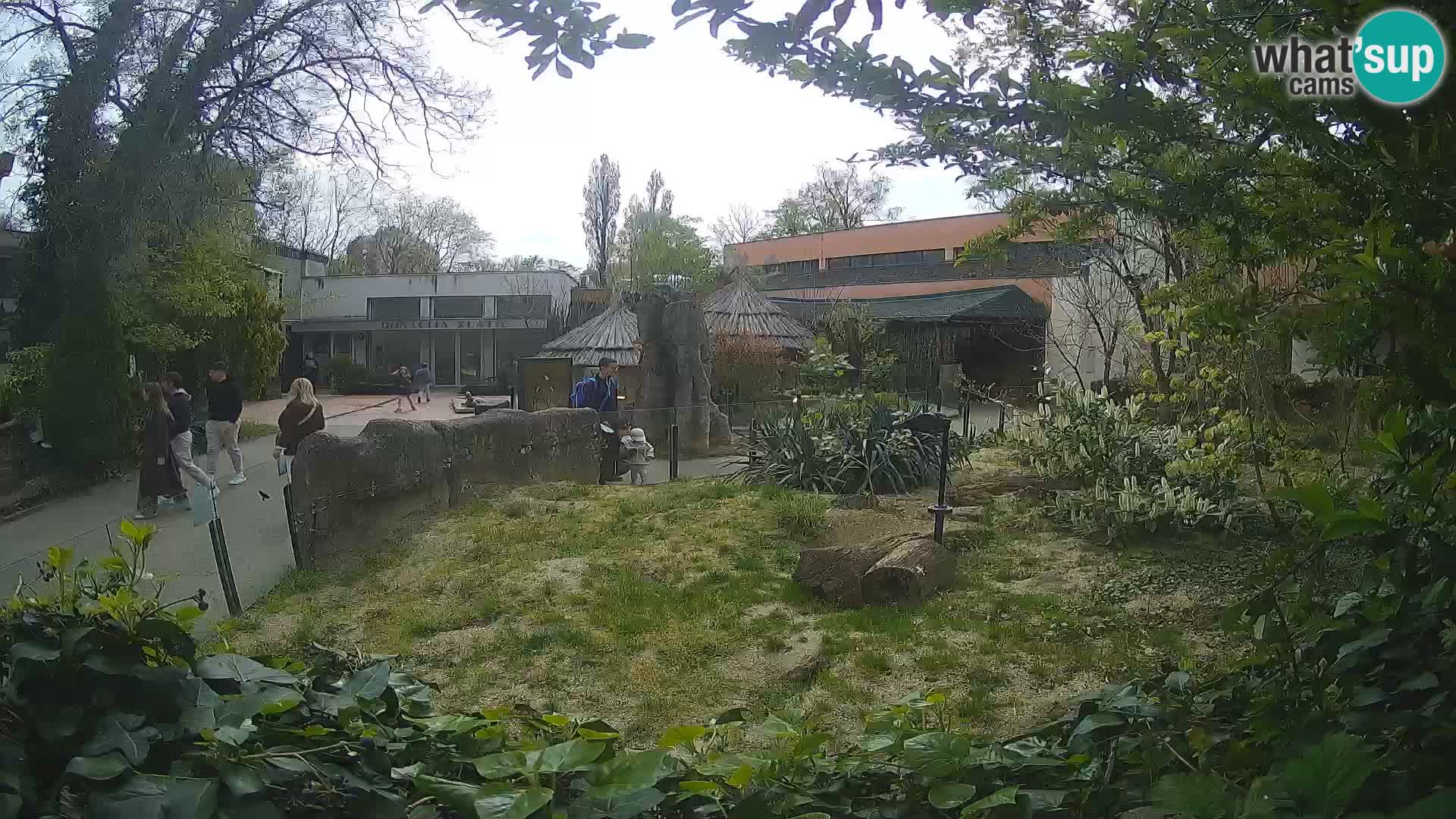Zoo Zagreb – Erdmännchen