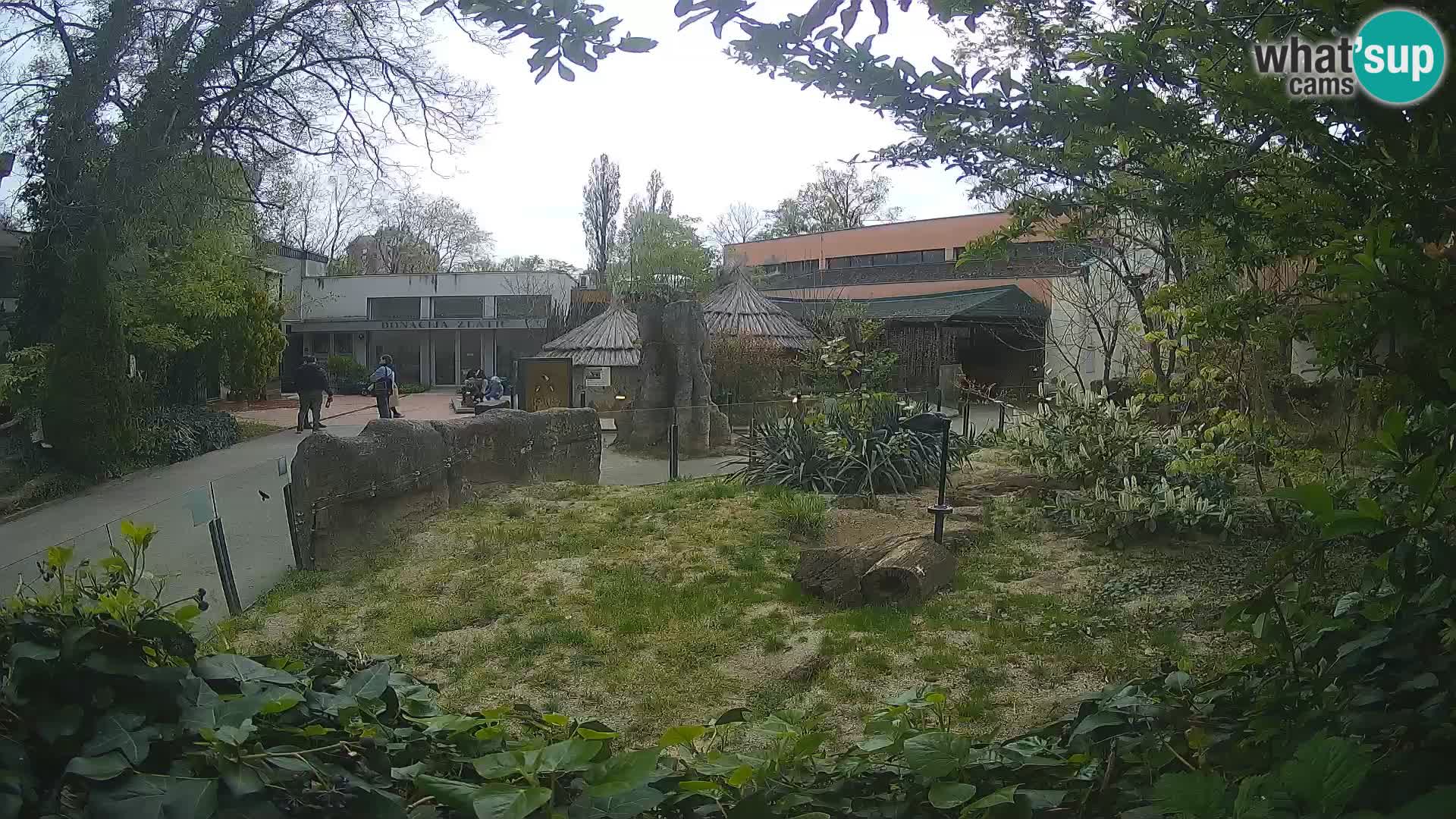 Zoo Zagreb – Suricata