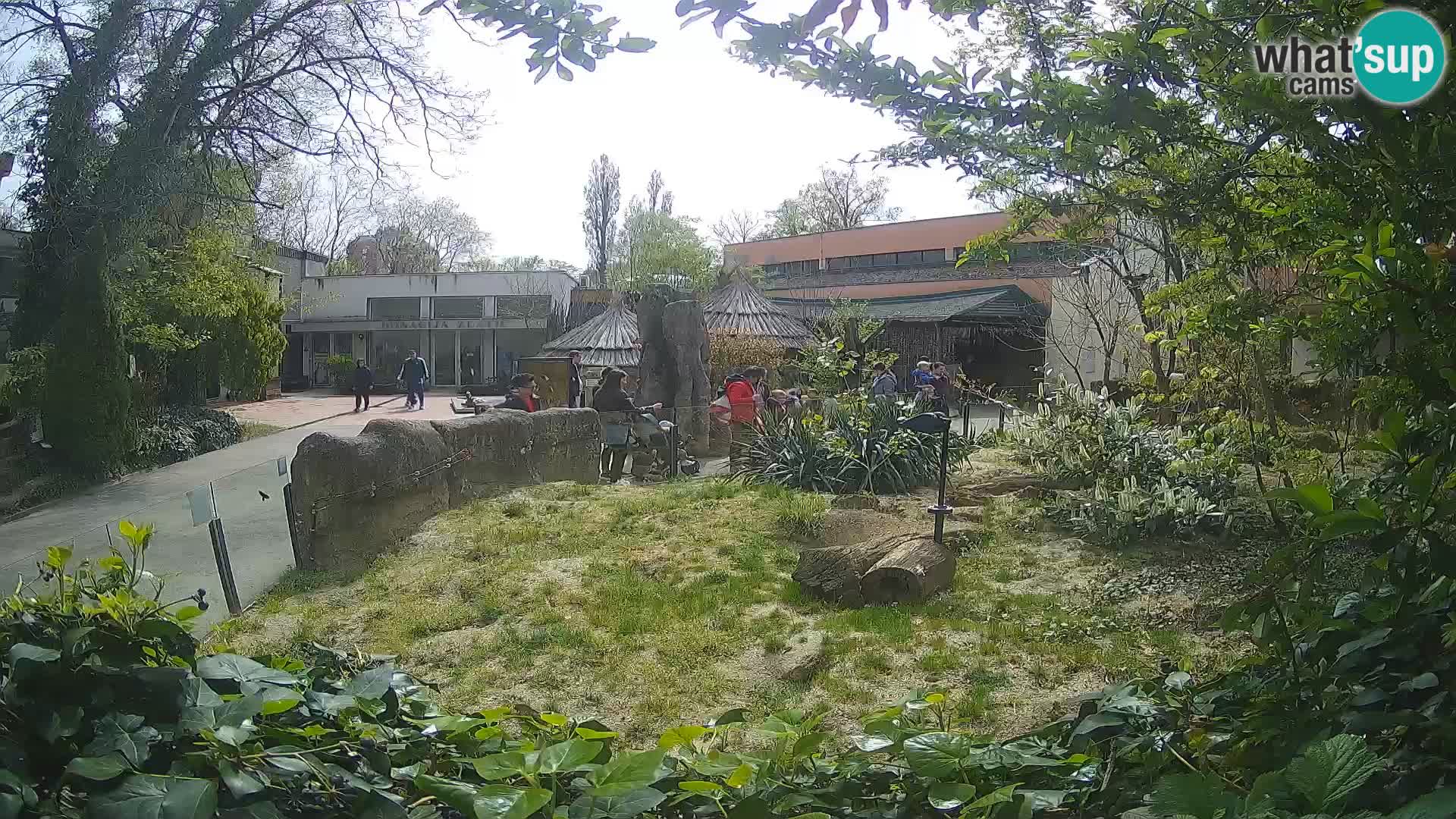 Zoo Zagreb – Suricata