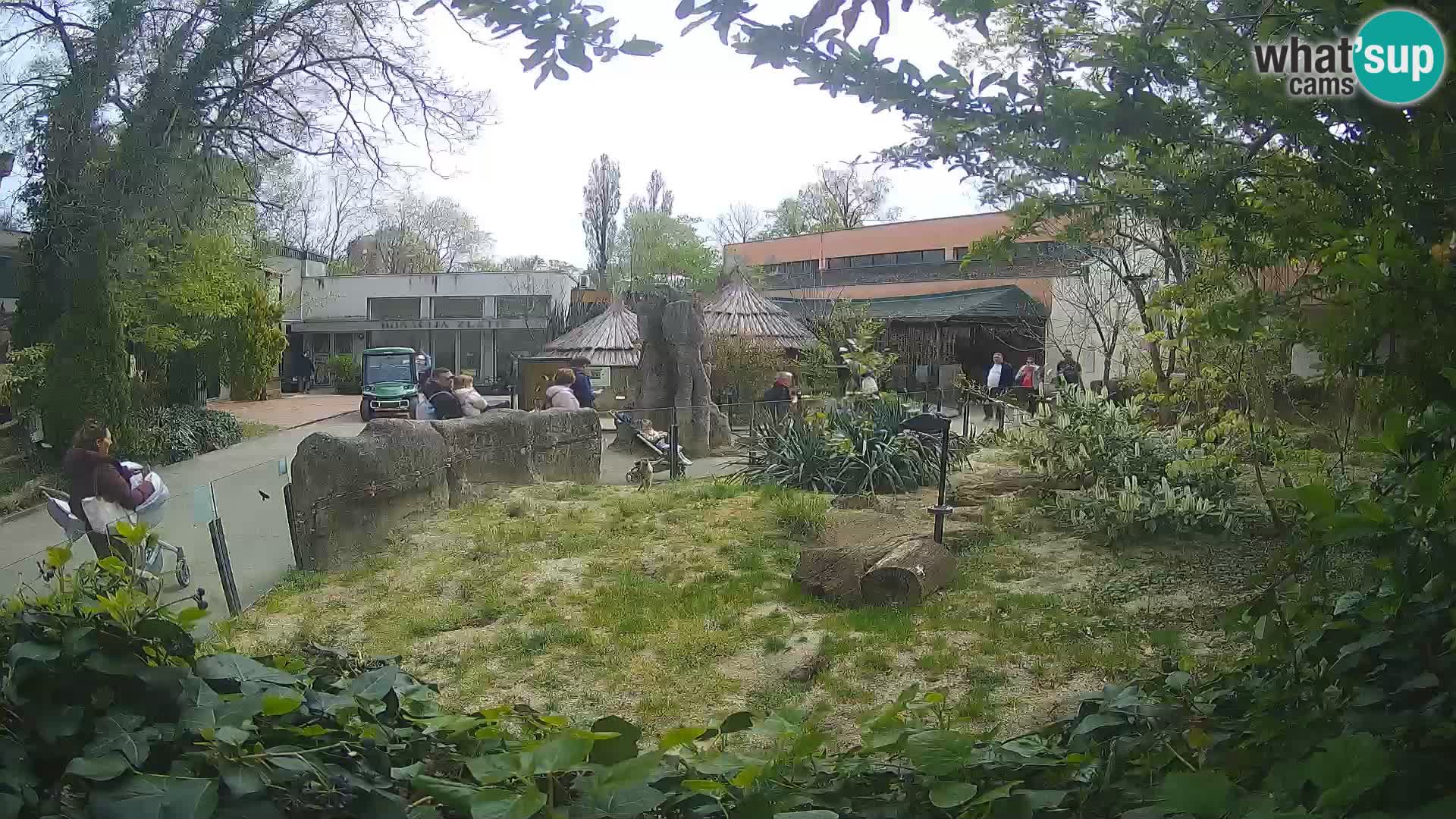 Zoo Zagreb – Surikate