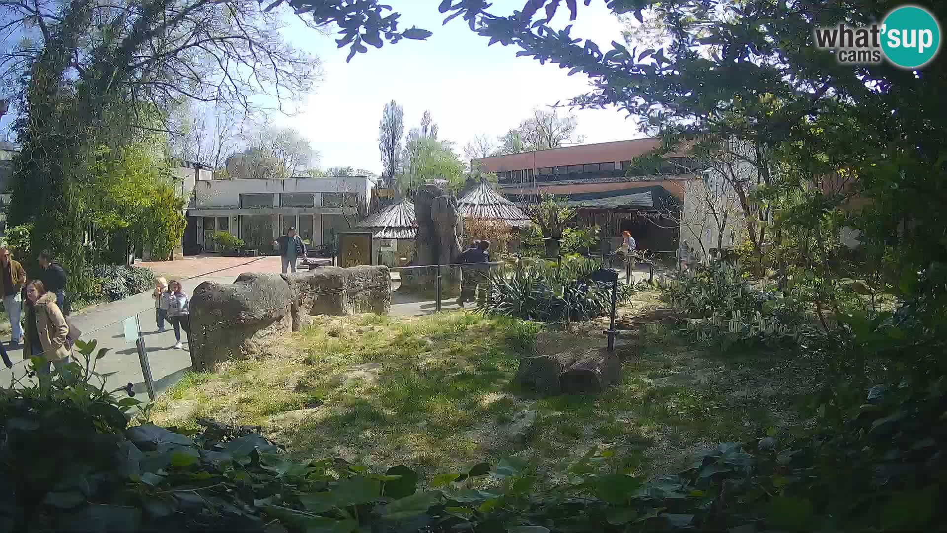 Zoo Zagreb – Suricata