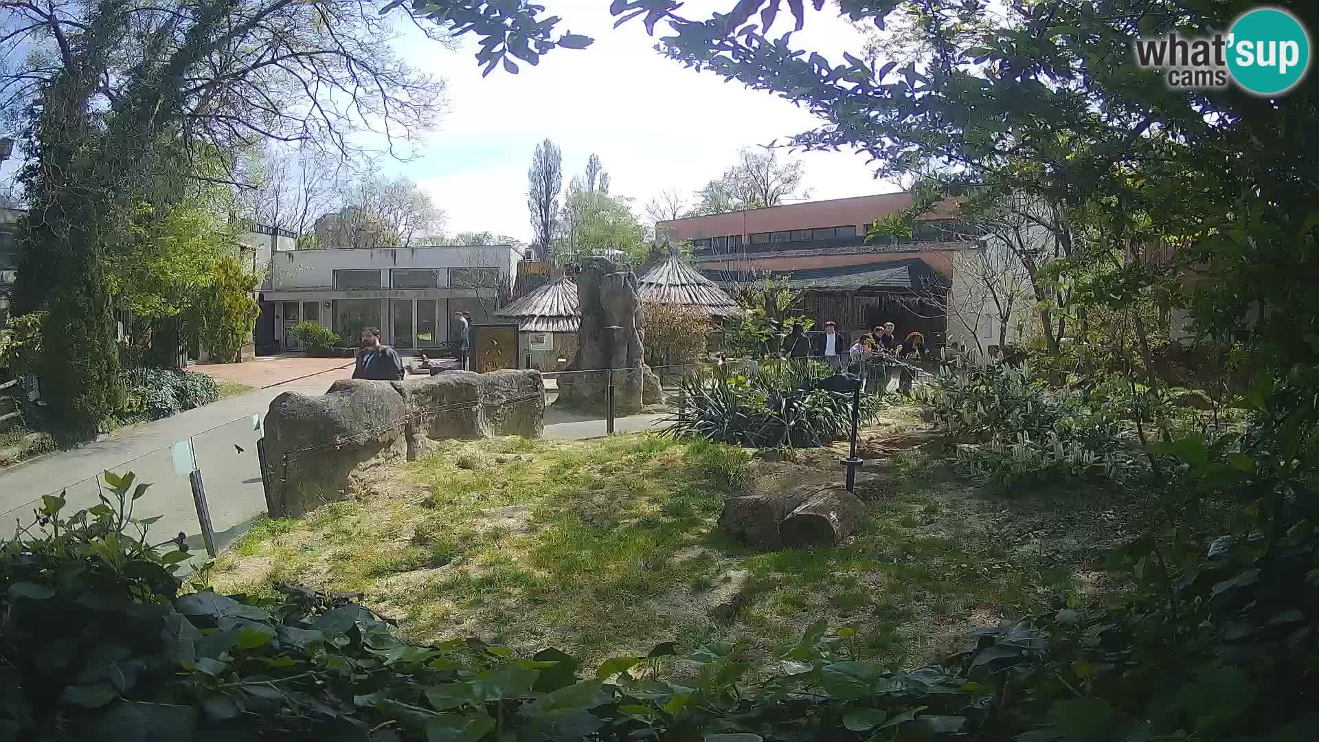 Zoo Zagreb – Suricata