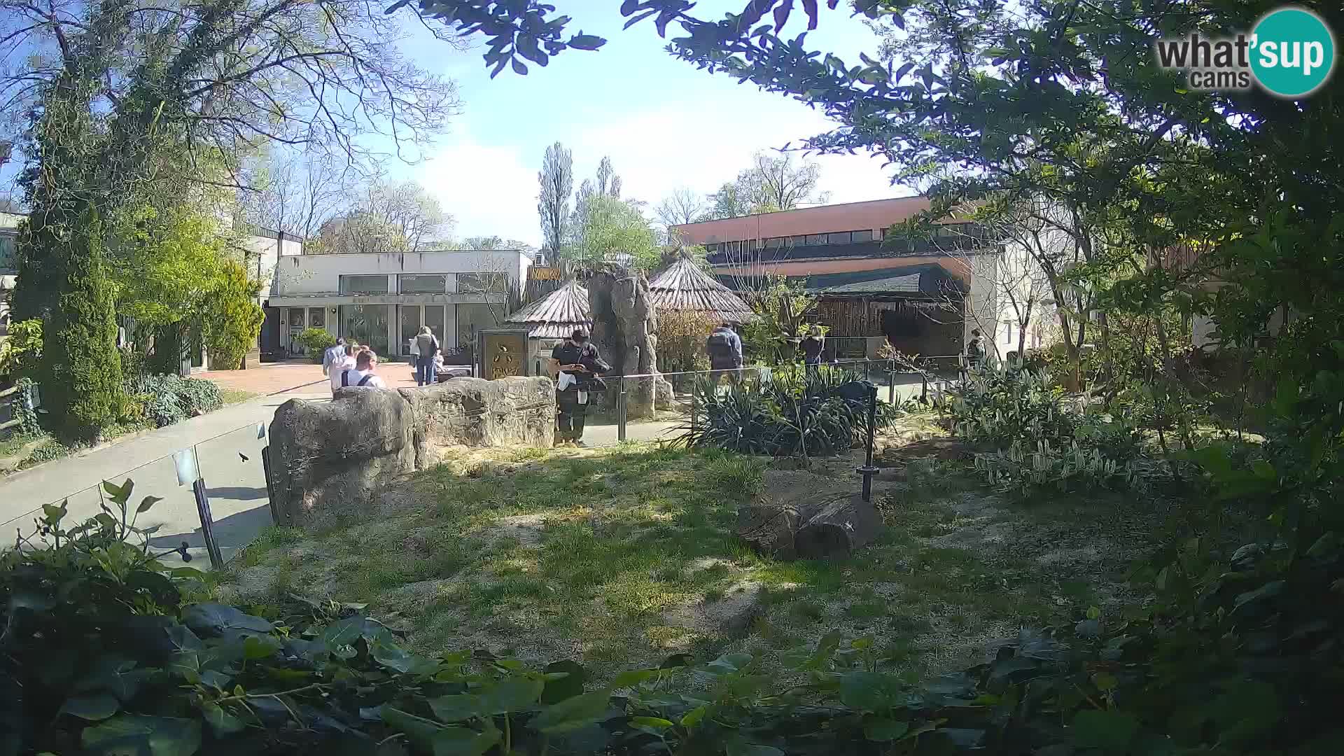 Zoo Zagreb – Surikate