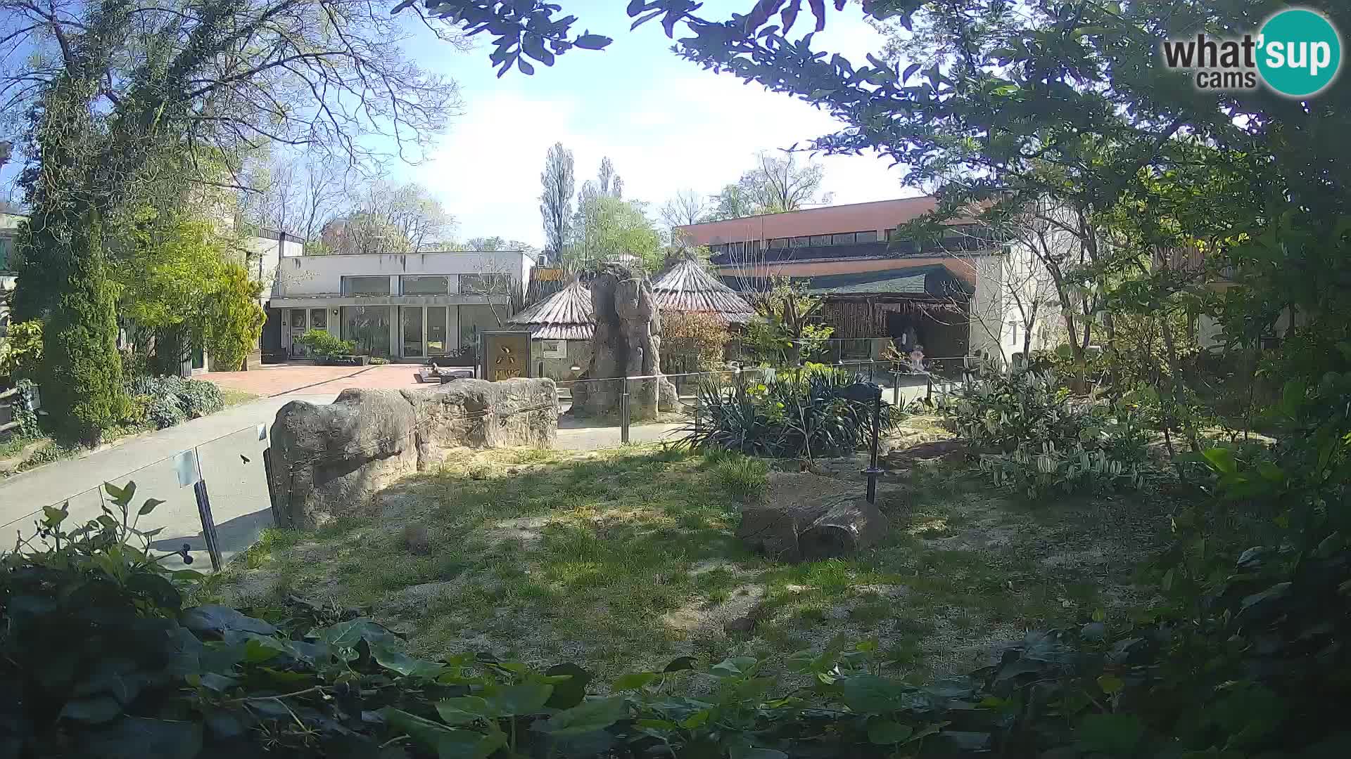 Zoo Zagreb – Merkat