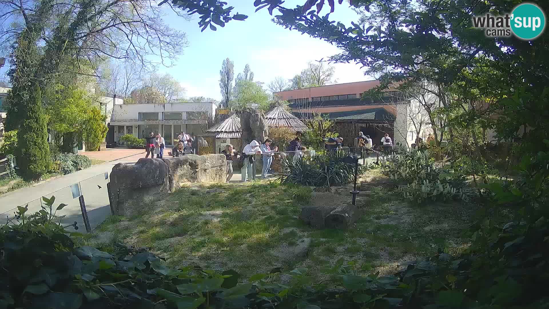 Zoo Zagreb – Suricata