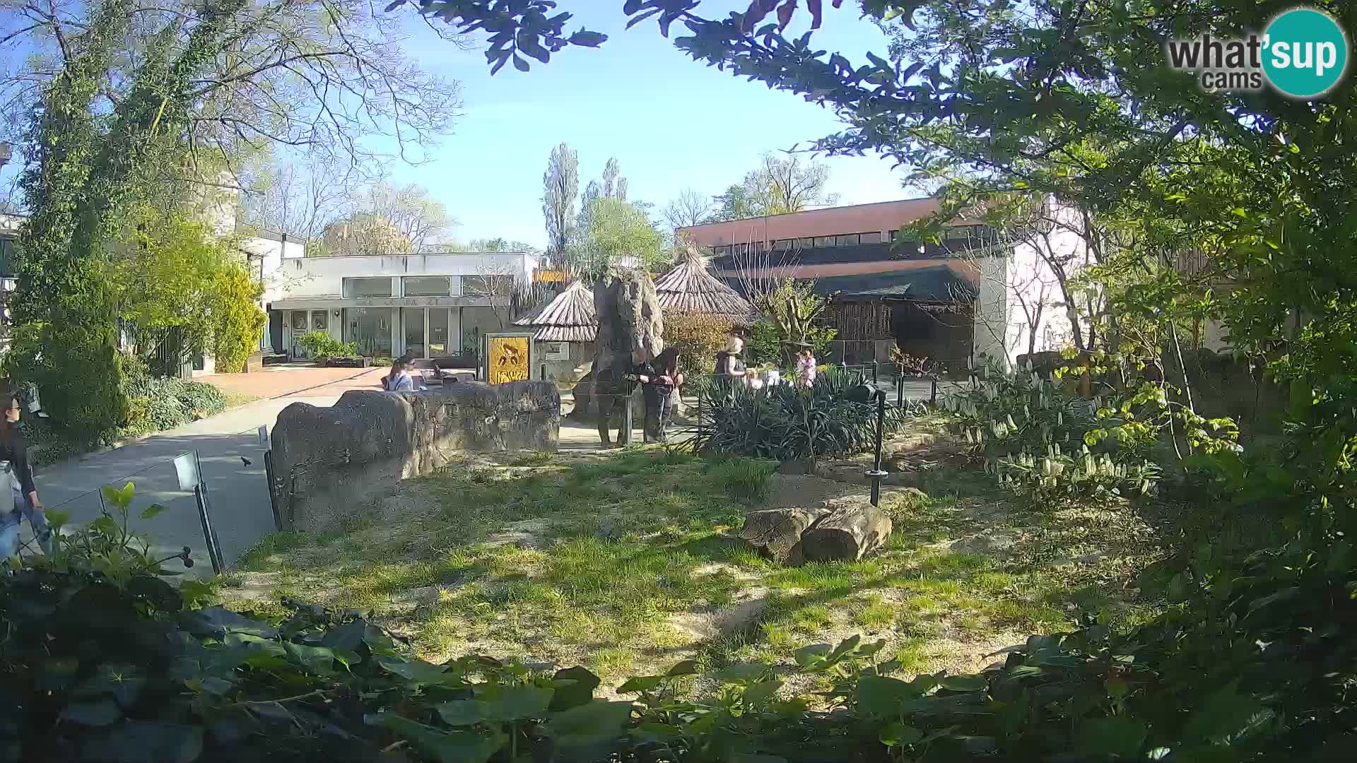 Zoo Zagreb – Merkat