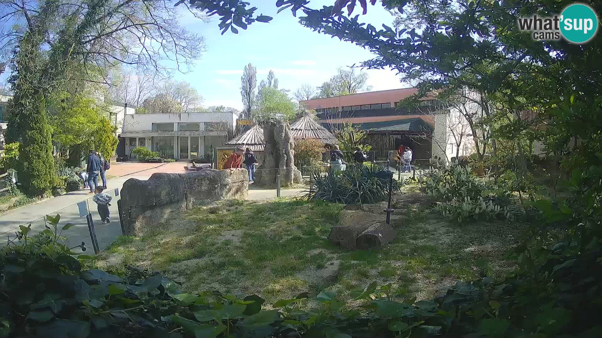 Zoo Zagreb – Suricata