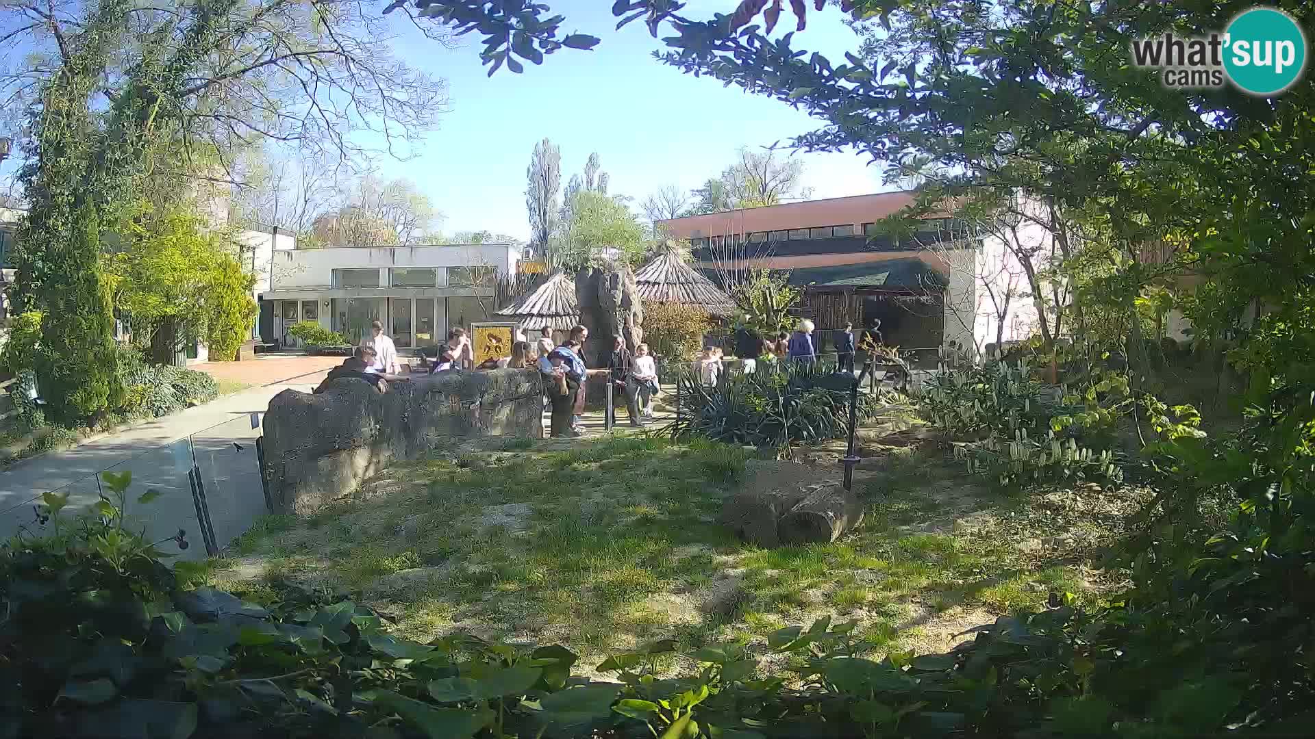 Zoo Zagreb – Suricata