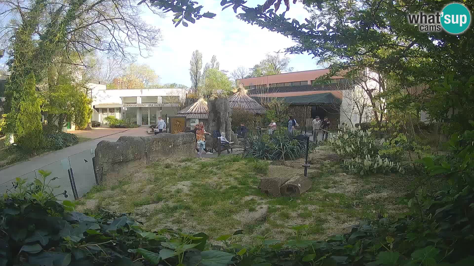 Zoo Zagreb – Merkat