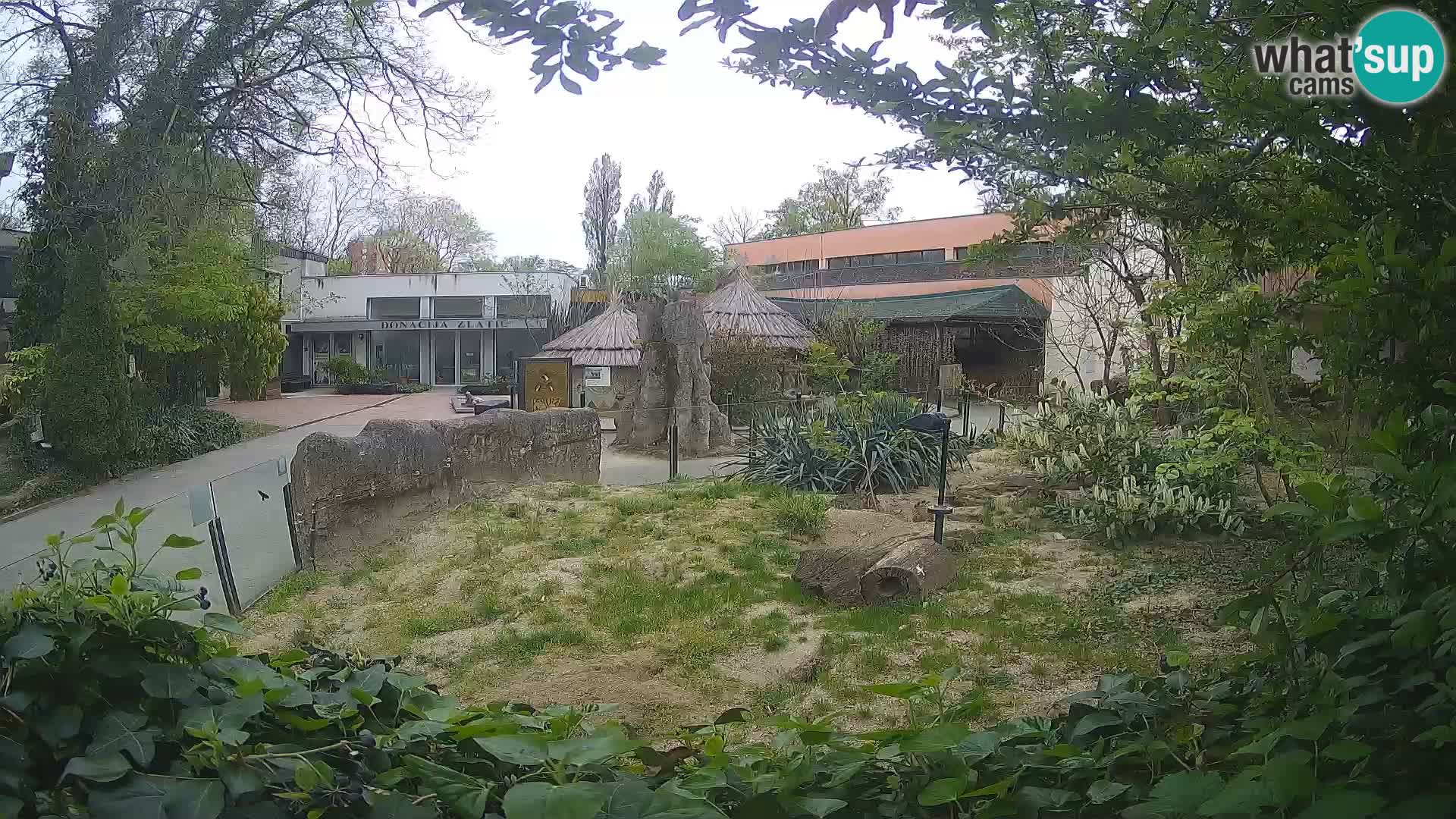 Zoo Zagreb – Merkat